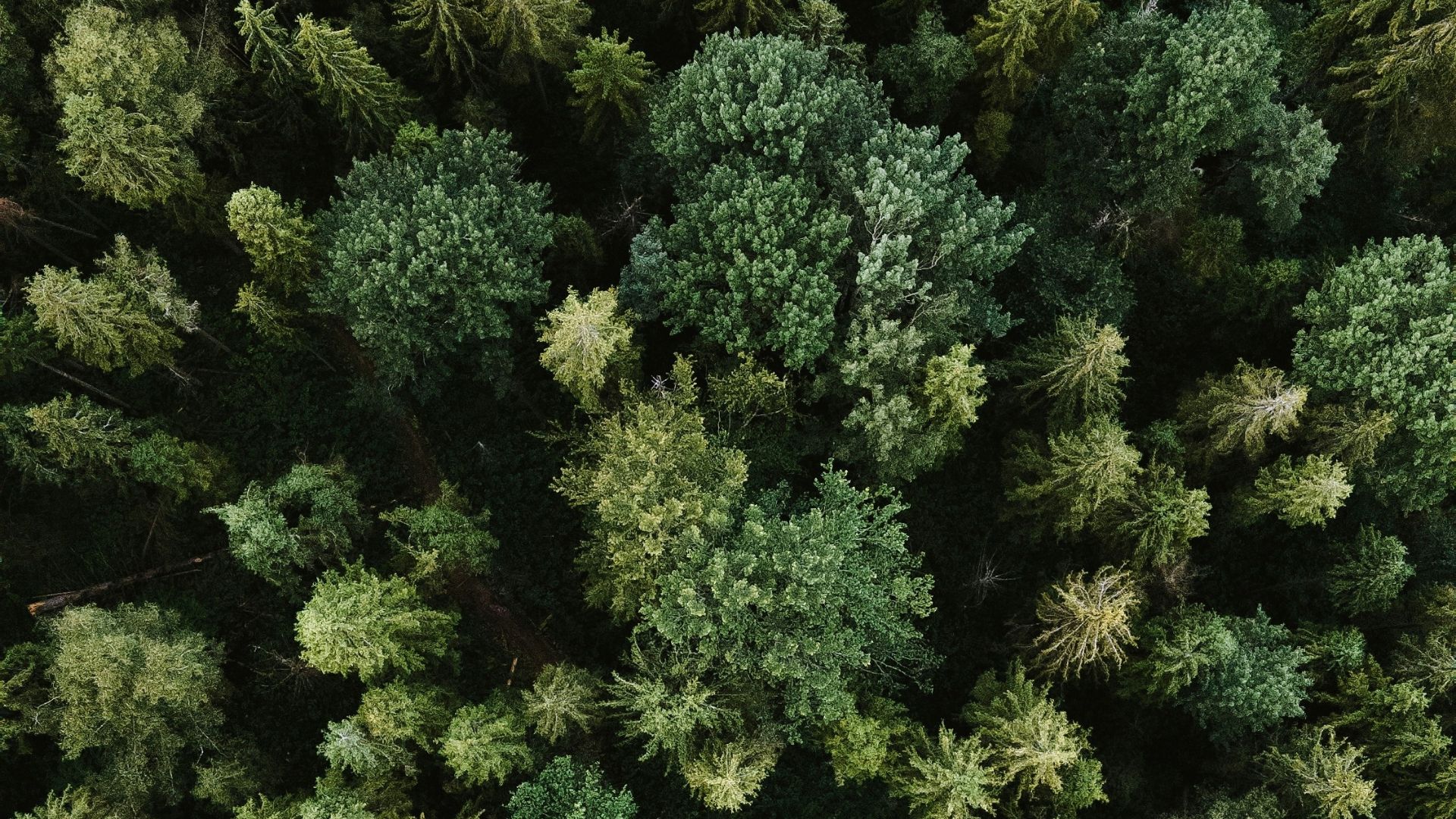 green pine tree during daytime
