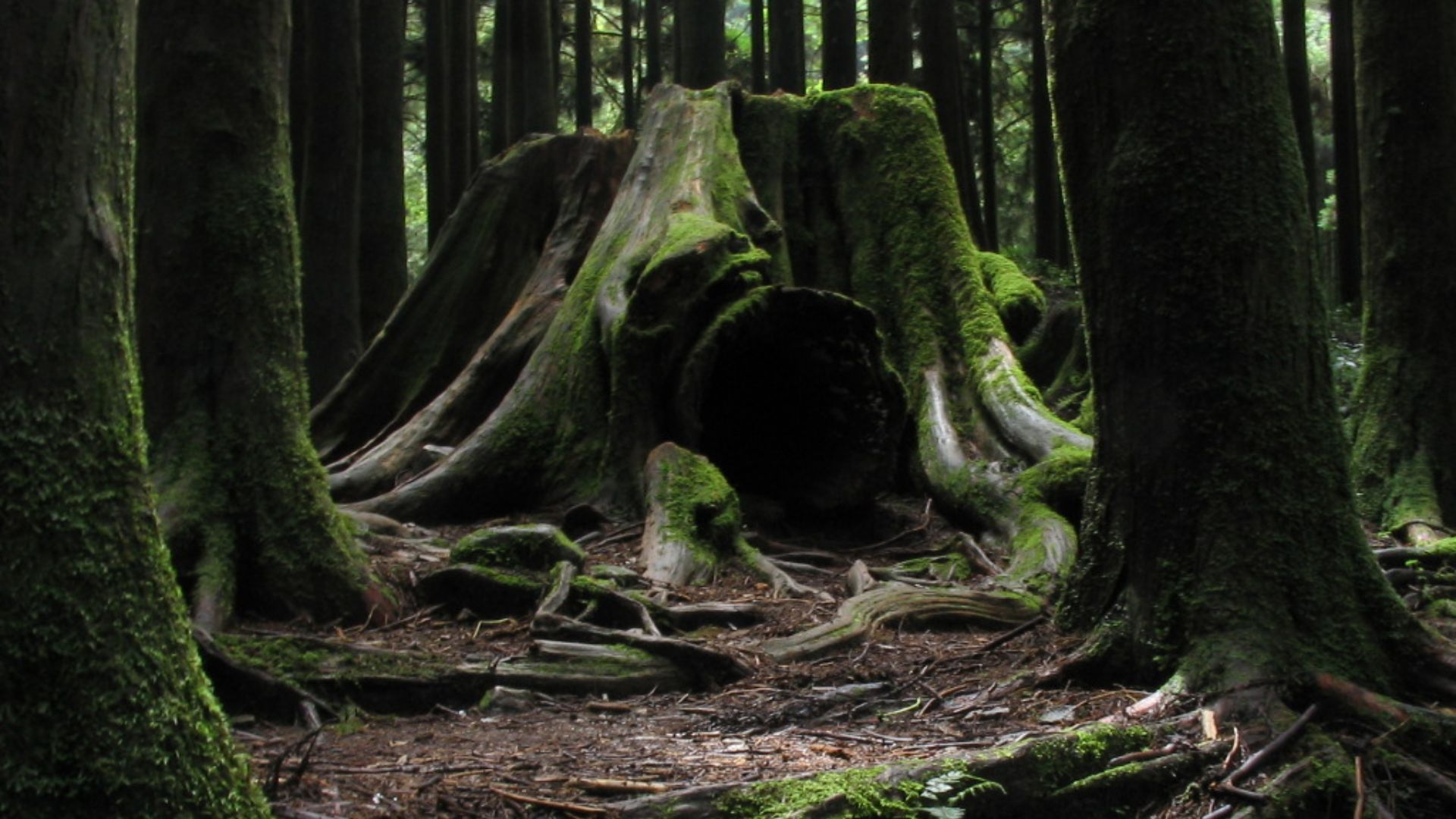 File:Yoda I know you're in there!.jpg