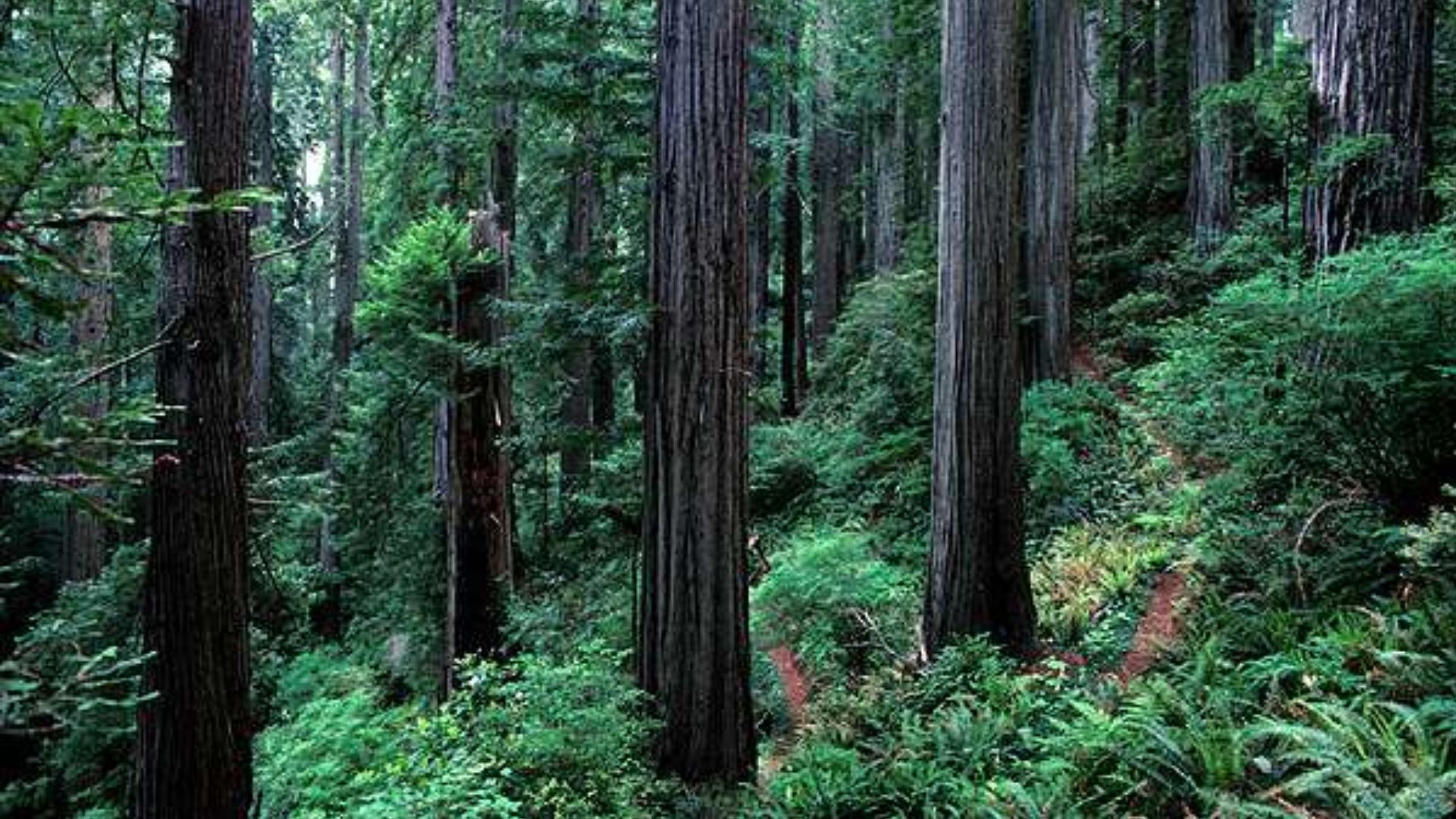 File:Redwood slope.jpg