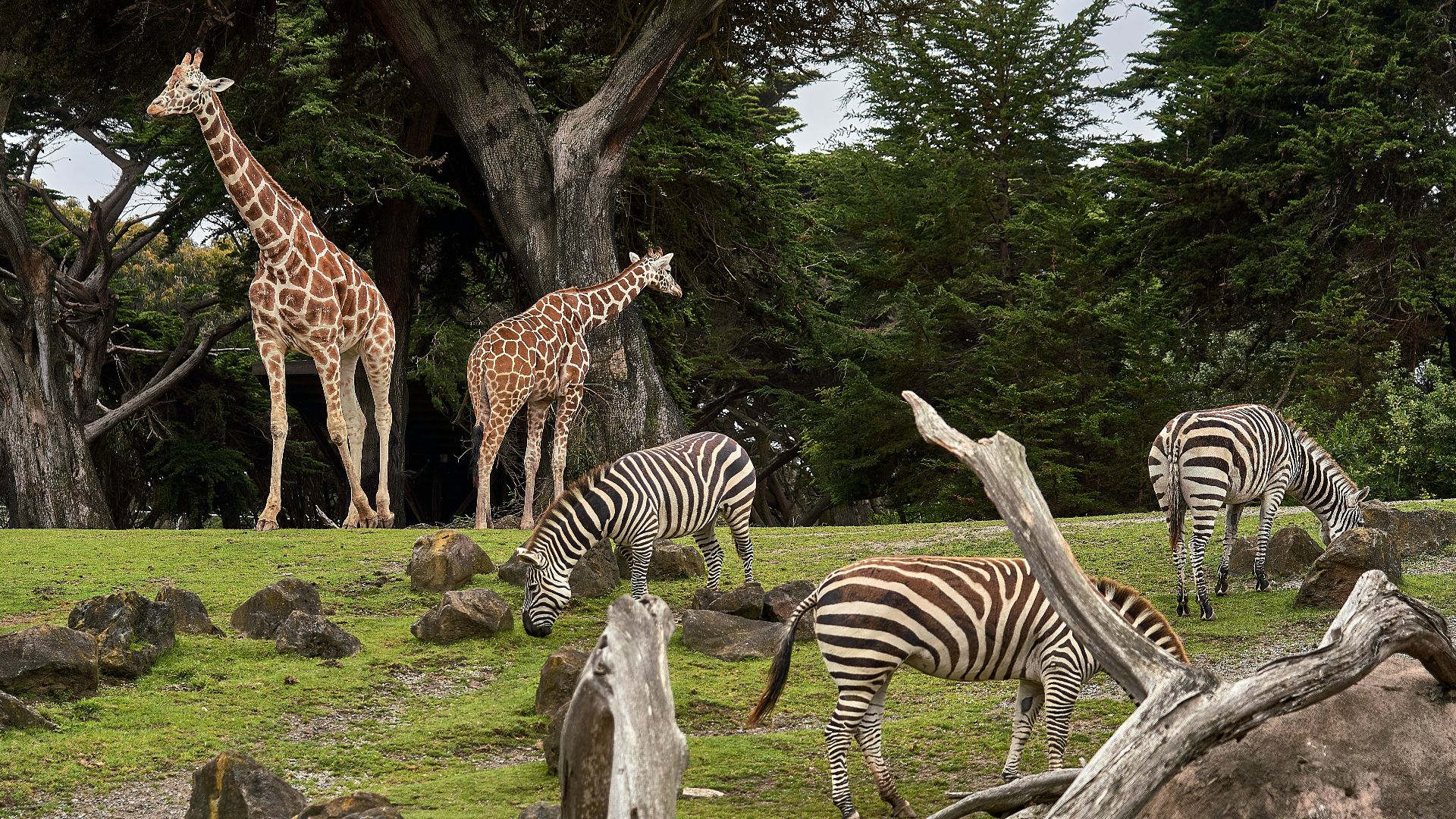 two giraffe and three zebra on green grass field under trees at daytime