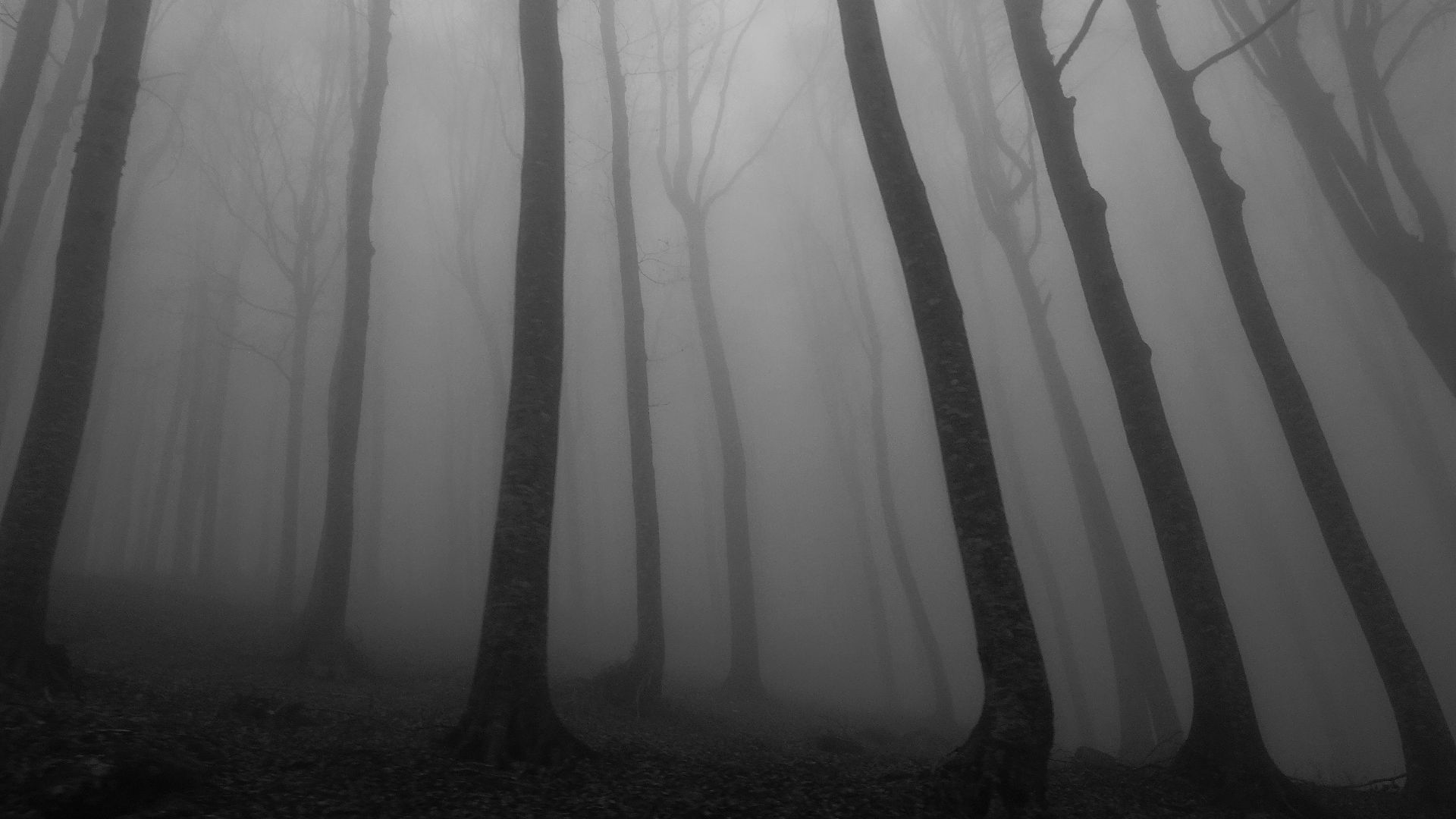 green trees with fog