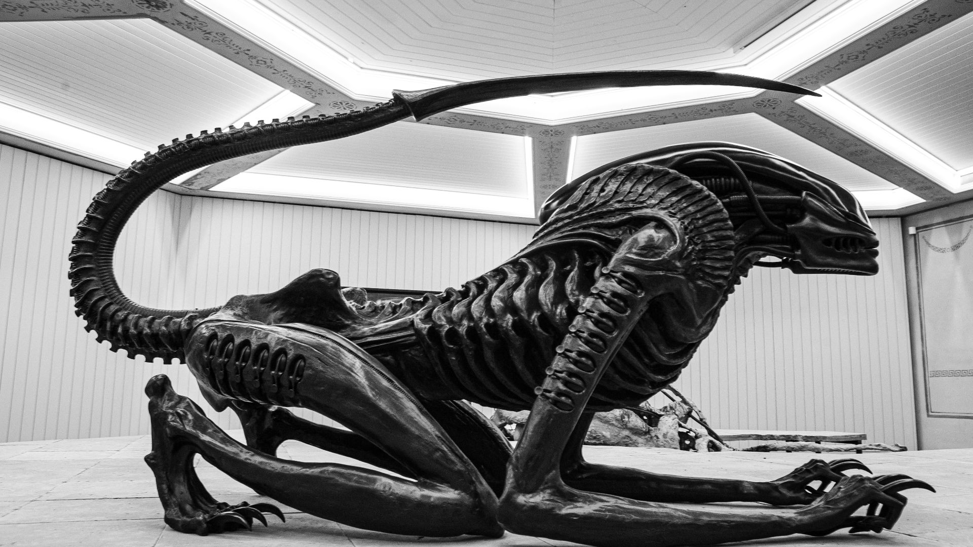File:Xenomorph (51643425582).jpg