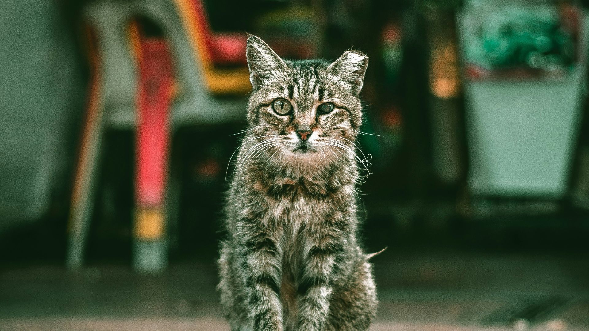 brown tabby cat sitting near chairs