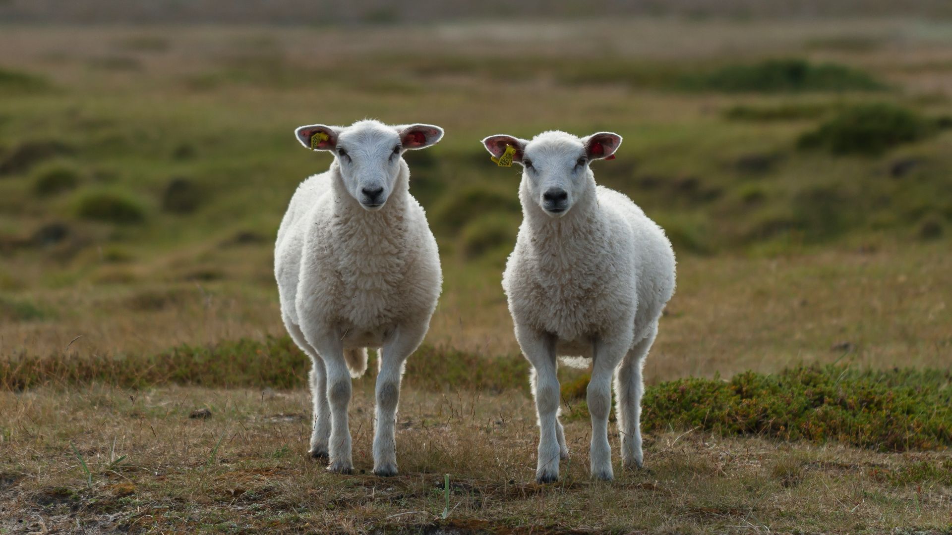 a couple of sheep standing on top of a grass covered field