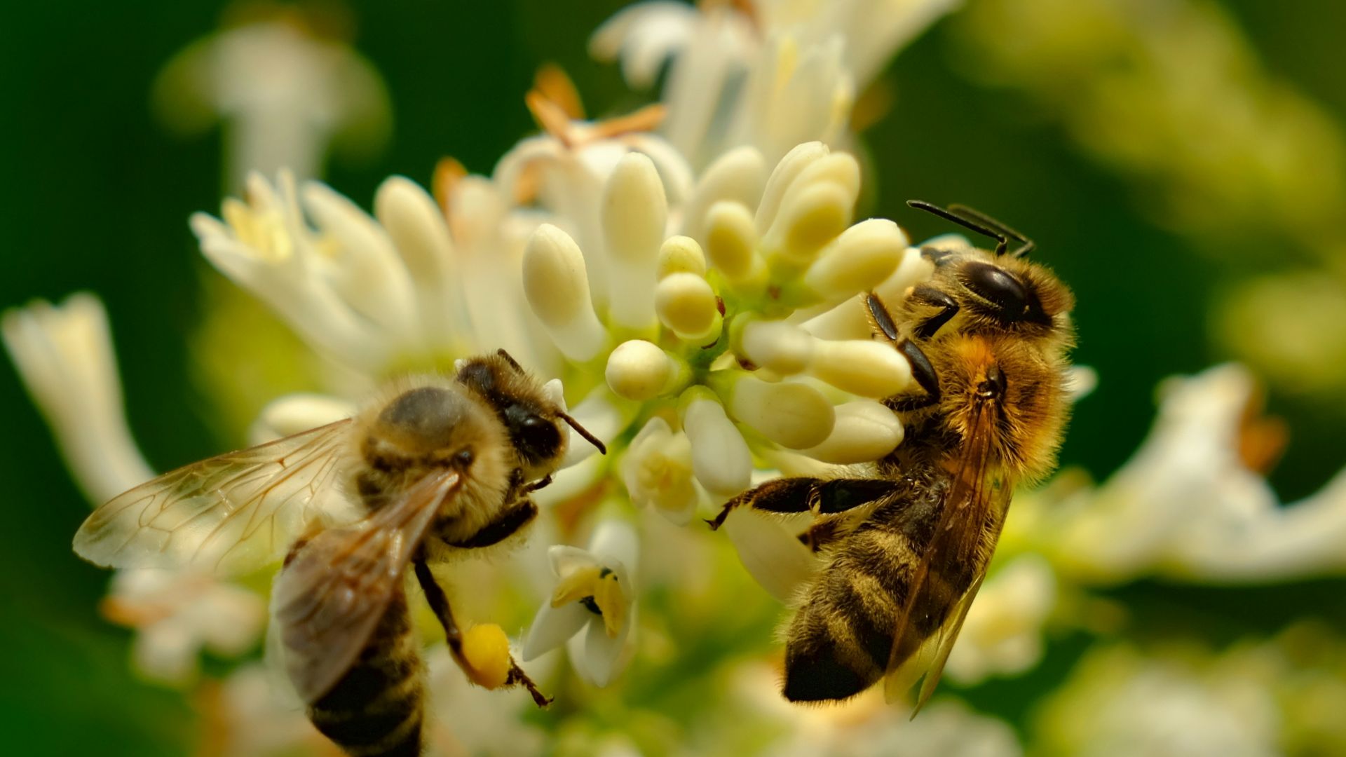 a group of bees on a flower