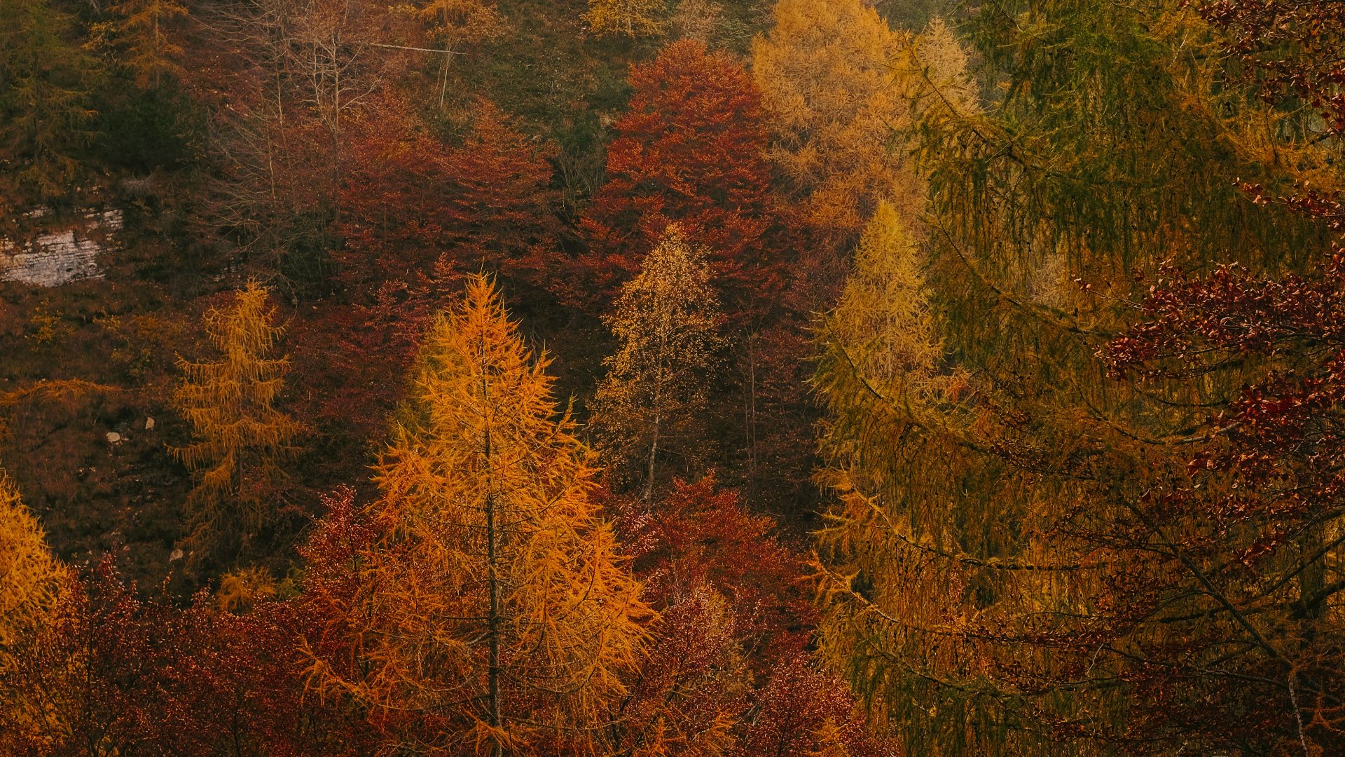 in distant photo of tall trees