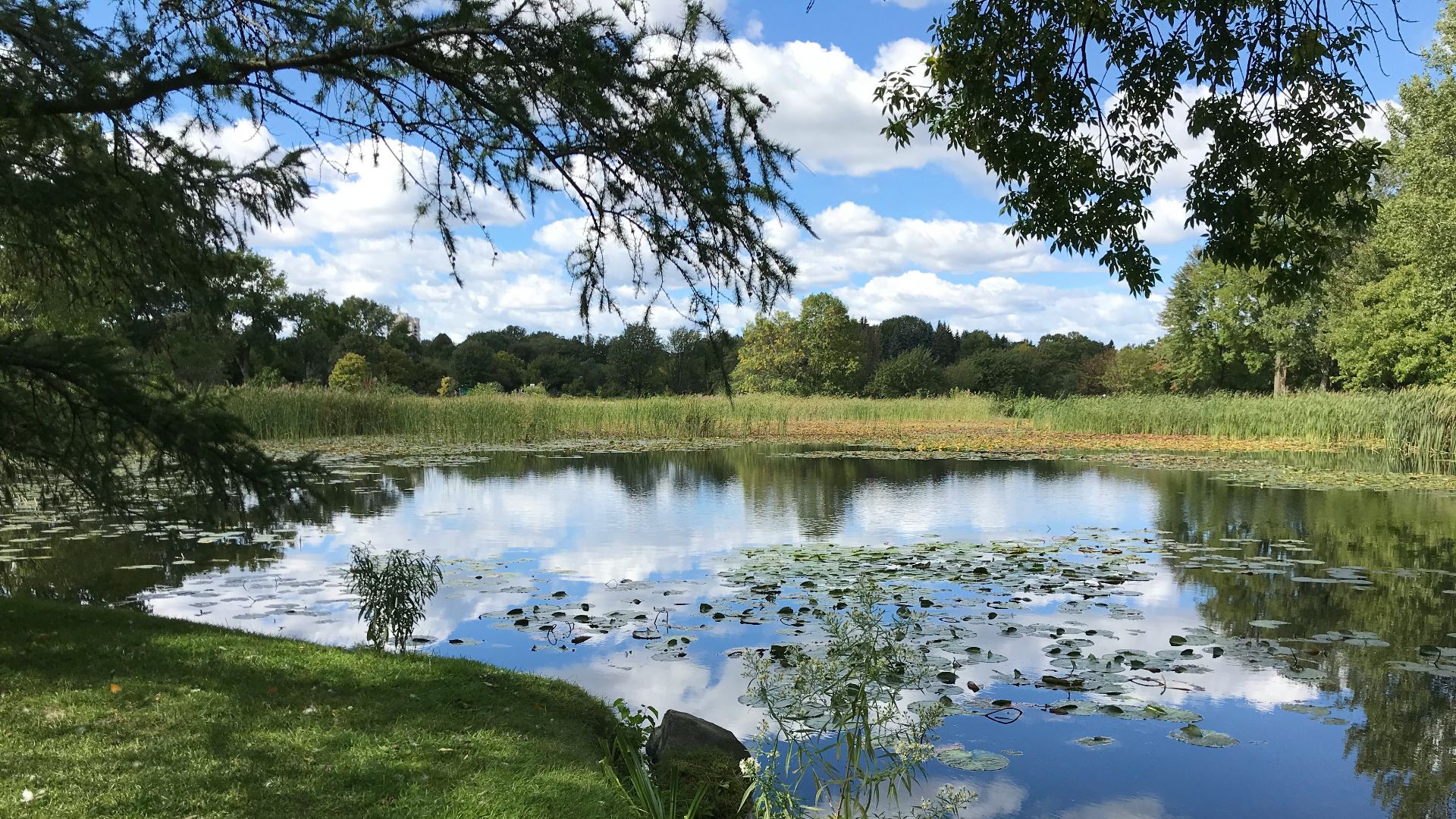 green grass field near lake under blue sky during daytime