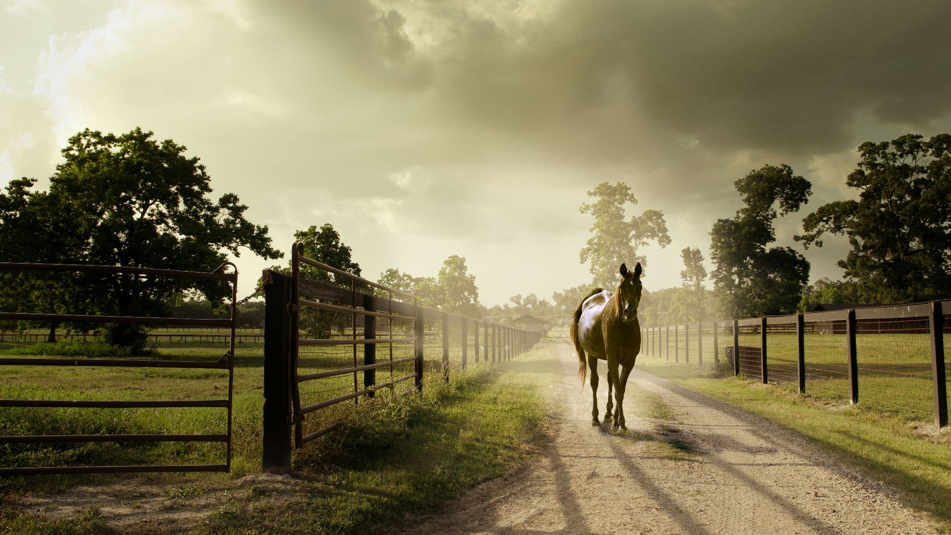 horse on dirt road by fences at daytime