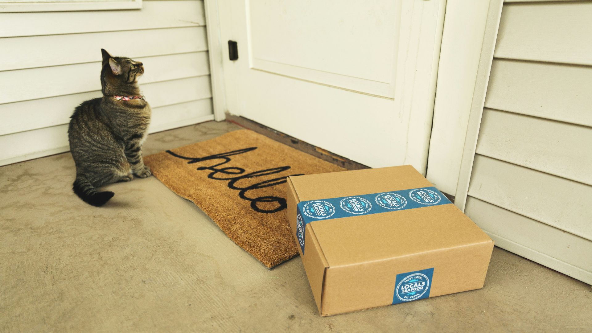 brown tabby cat on brown cardboard box
