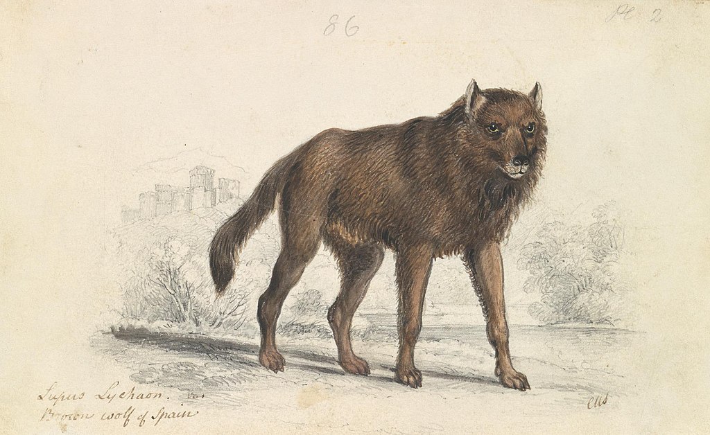 1024px-Charles_Hamilton_Smith_-_The_Black_Wolf_-_B1981.25.2264_-_Yale_Center_for_British_Art-2.jpg
