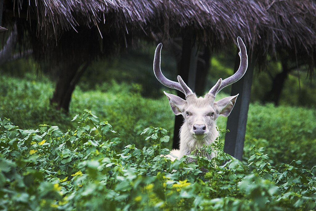 1024px-whitedeerindia-2.jpg