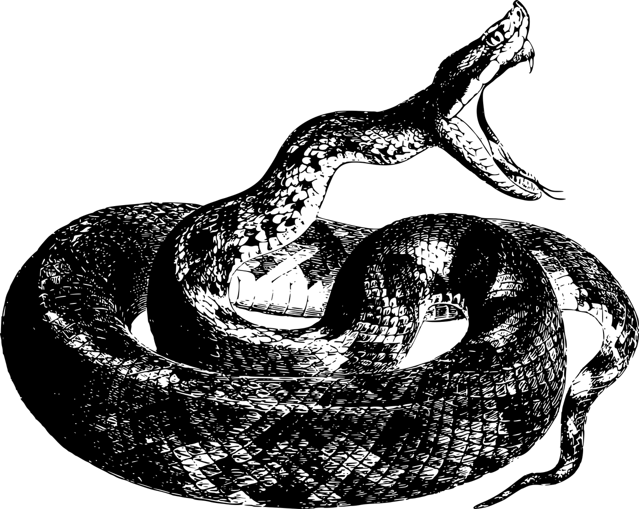 animal-1299159_1280-2.png