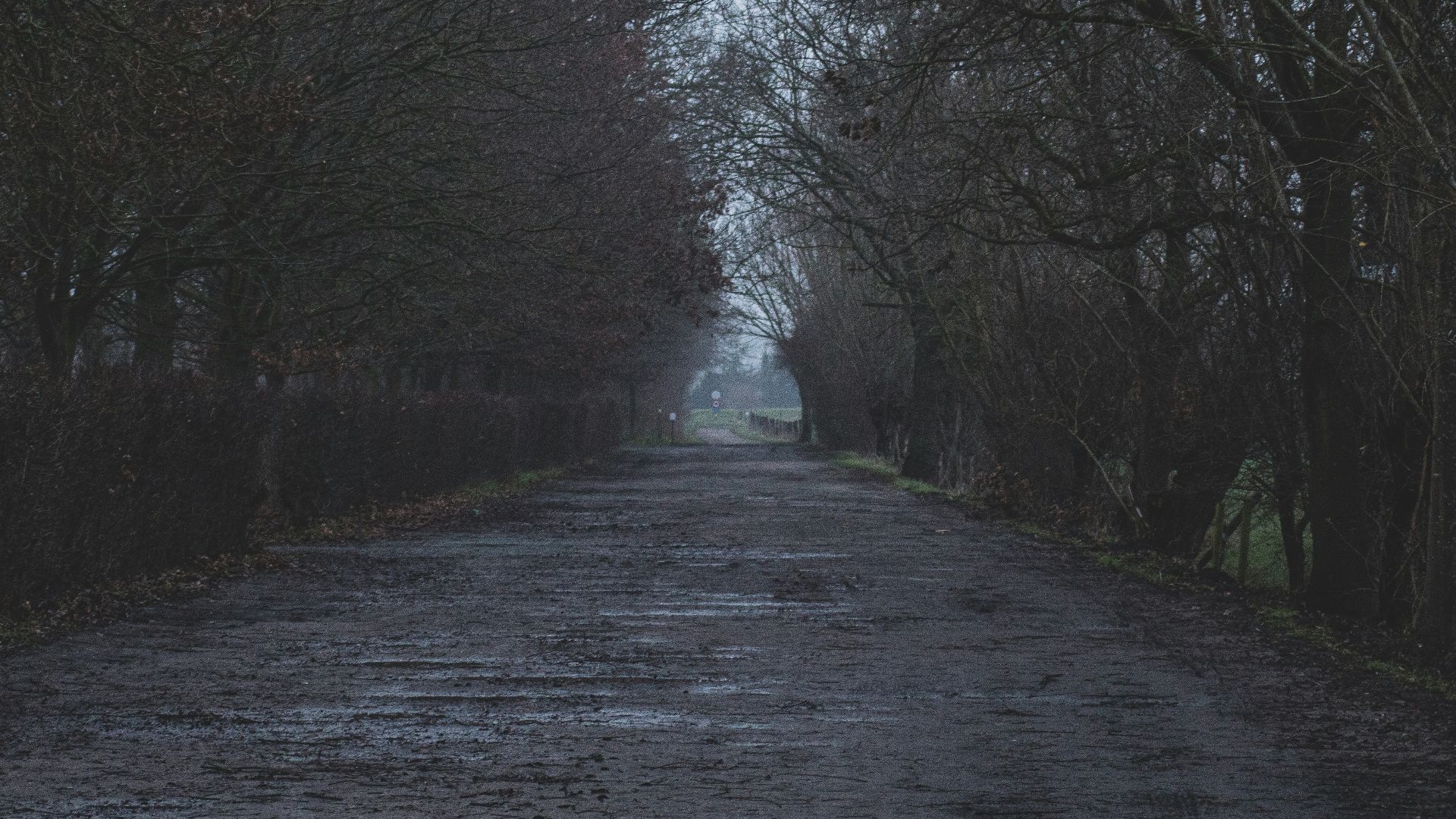 gray road between bare trees