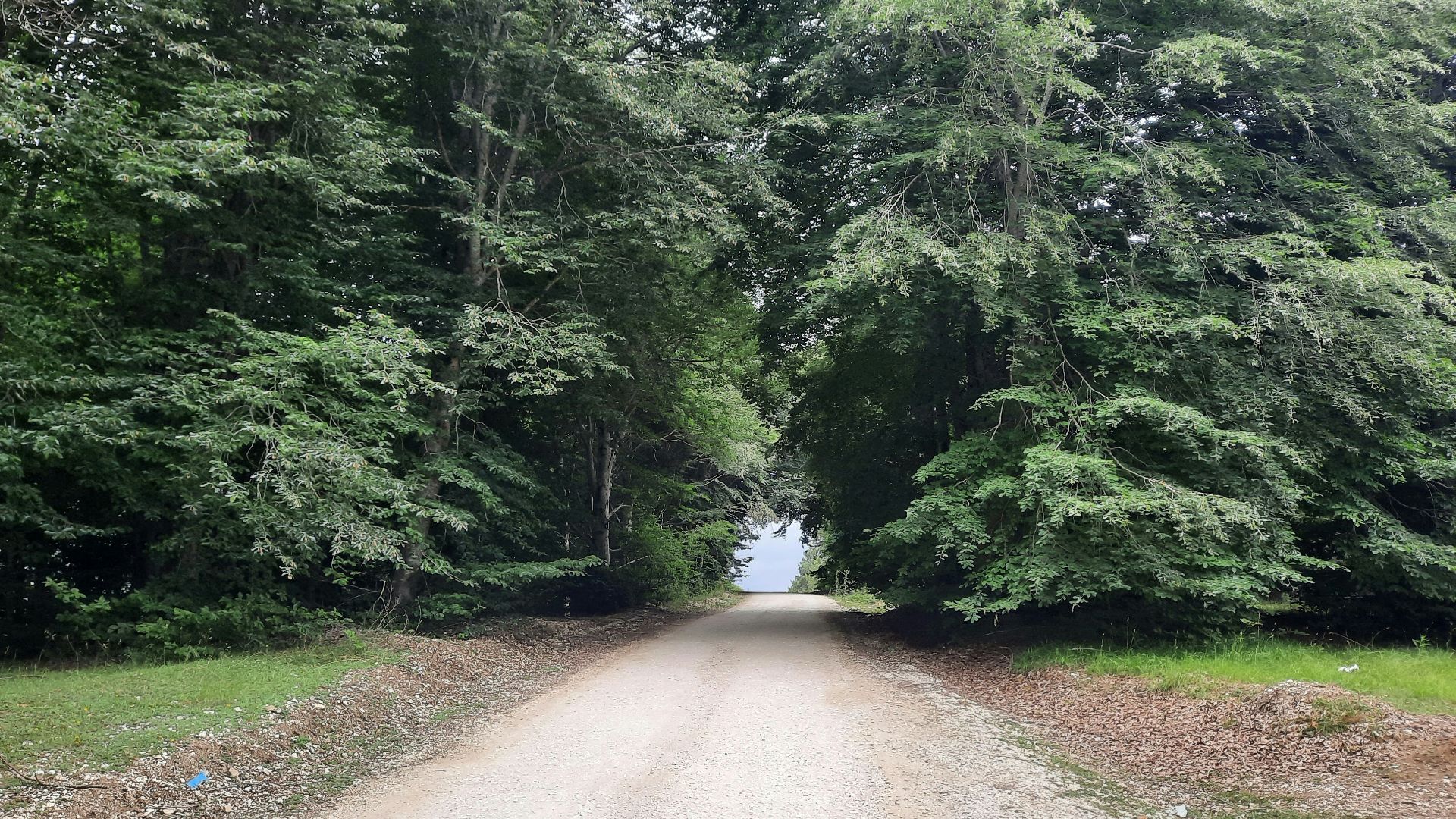 a dirt road surrounded by trees and grass