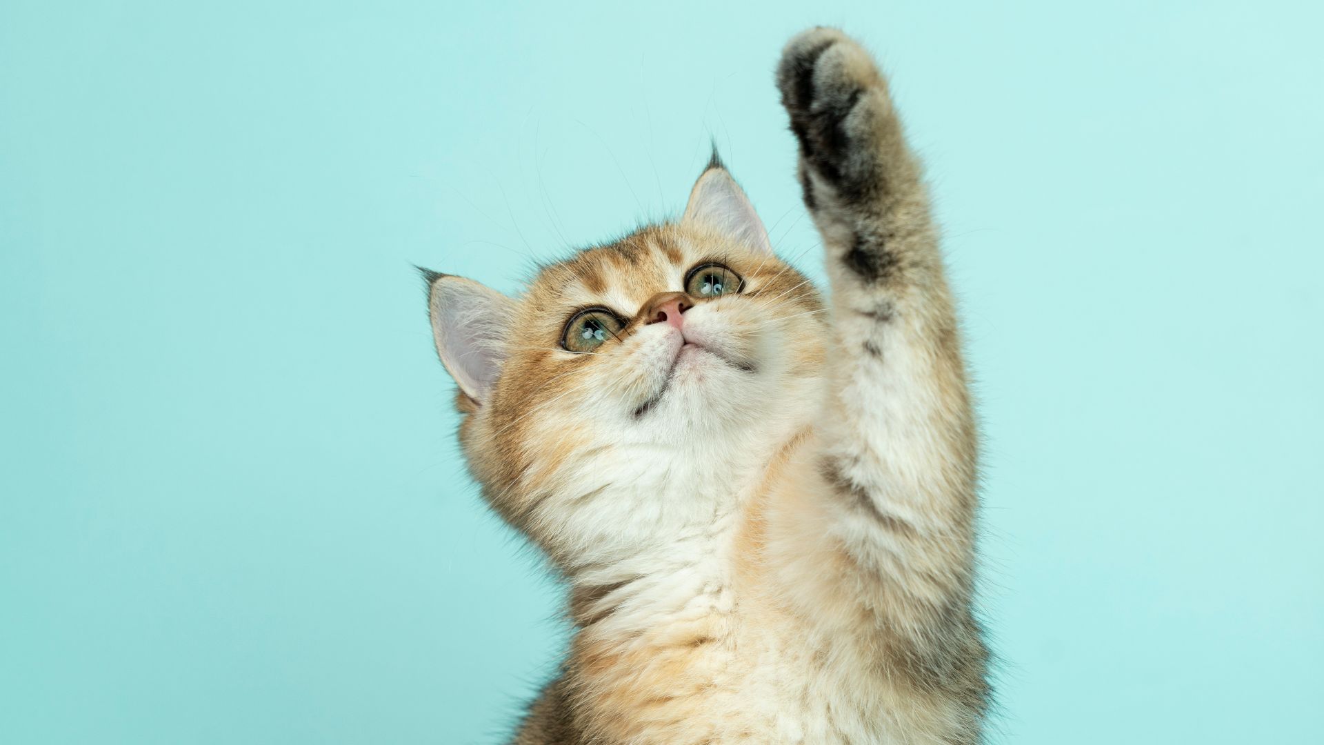 white and brown long fur cat