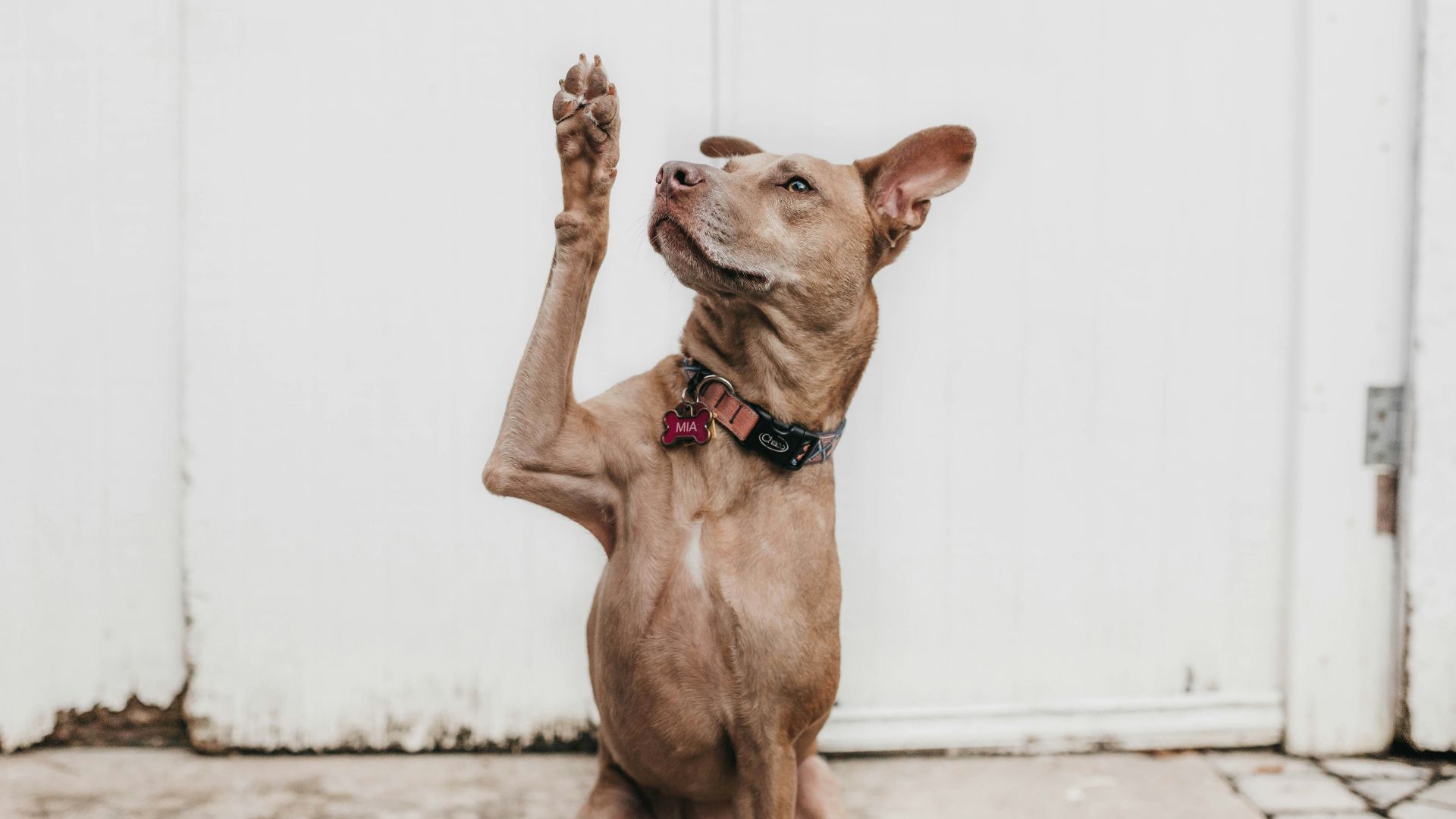 short-coated brown dog