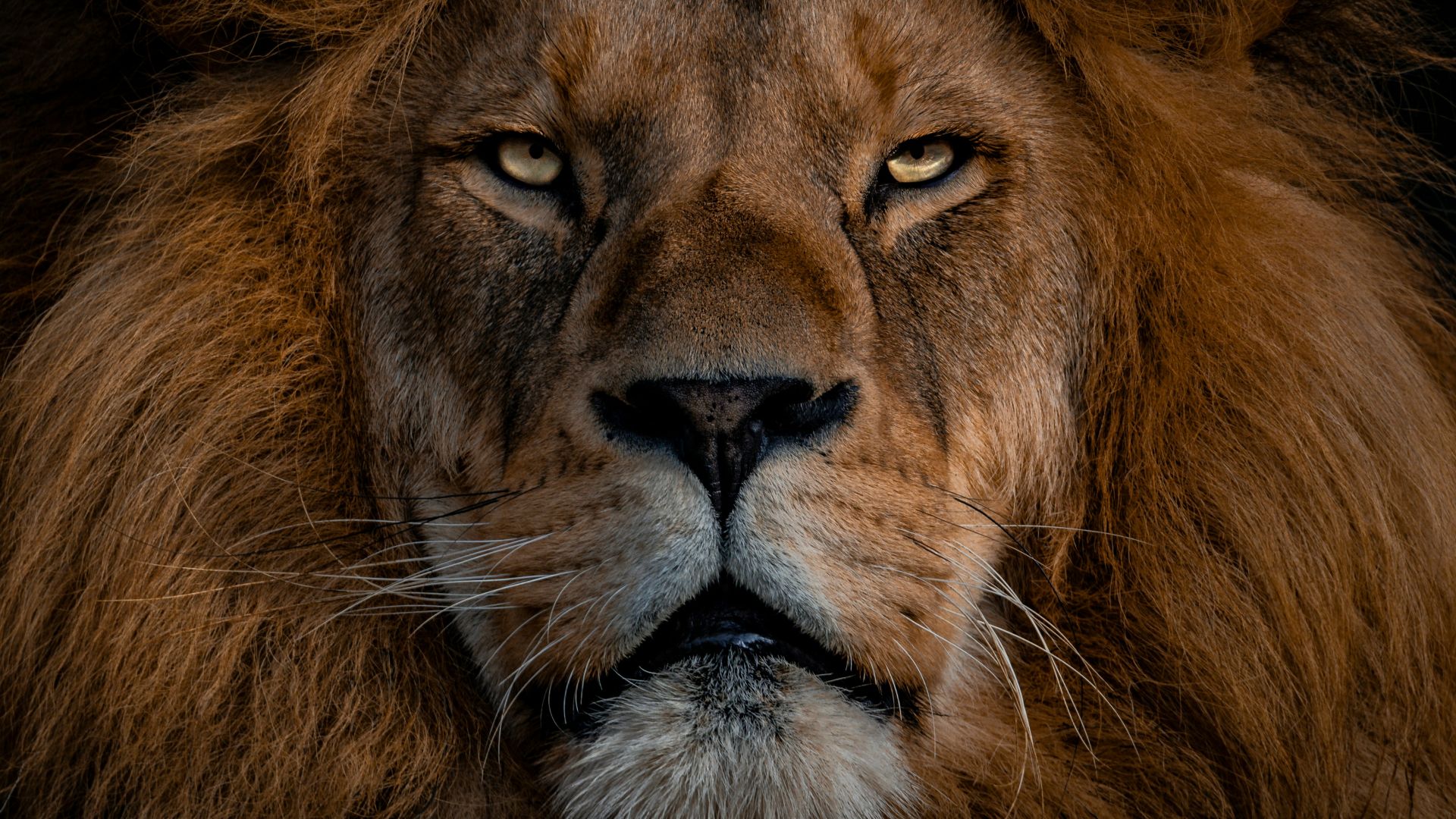 brown lion with silver chain link necklace