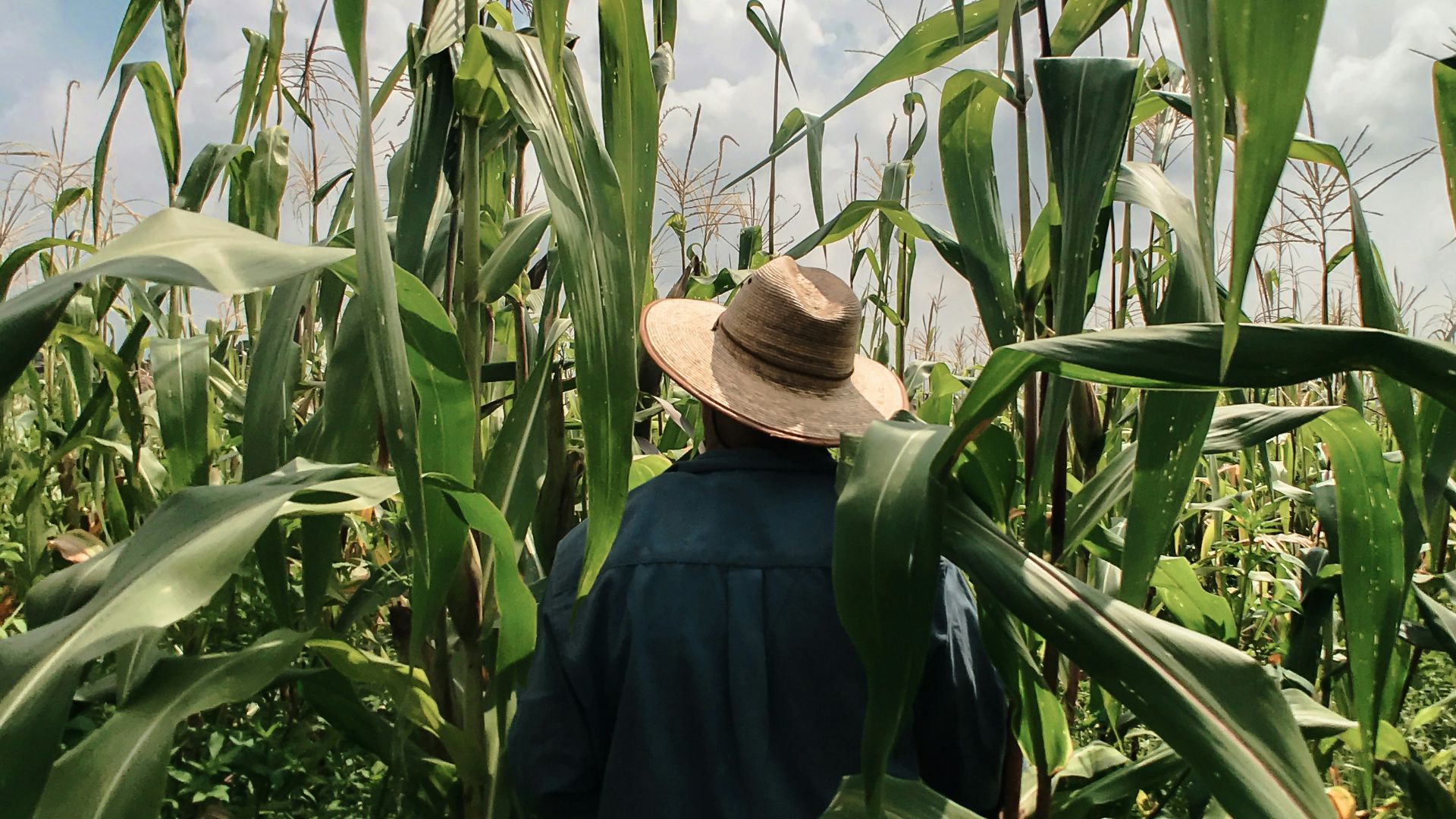 woman in blue long sleeve shirt wearing brown hat standing in corn field during daytime
