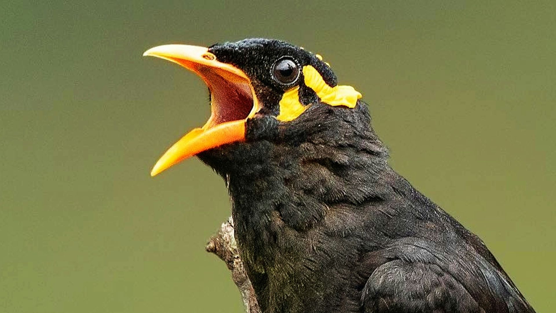 black and yellow bird on brown tree branch