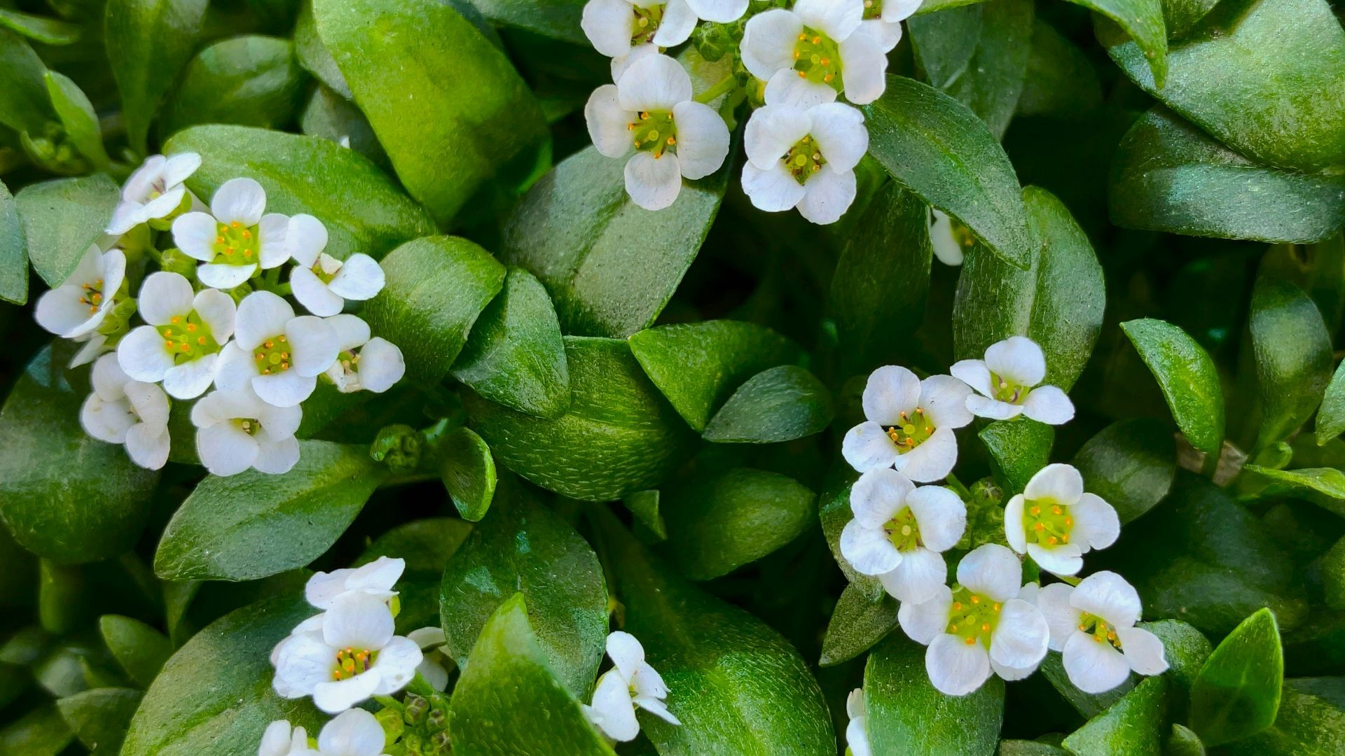 a group of small white flowers surrounded by green leaves