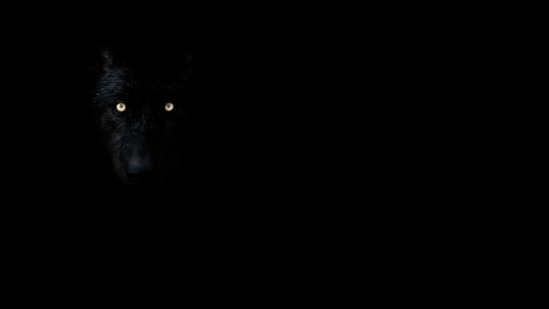 black and white eye illustration