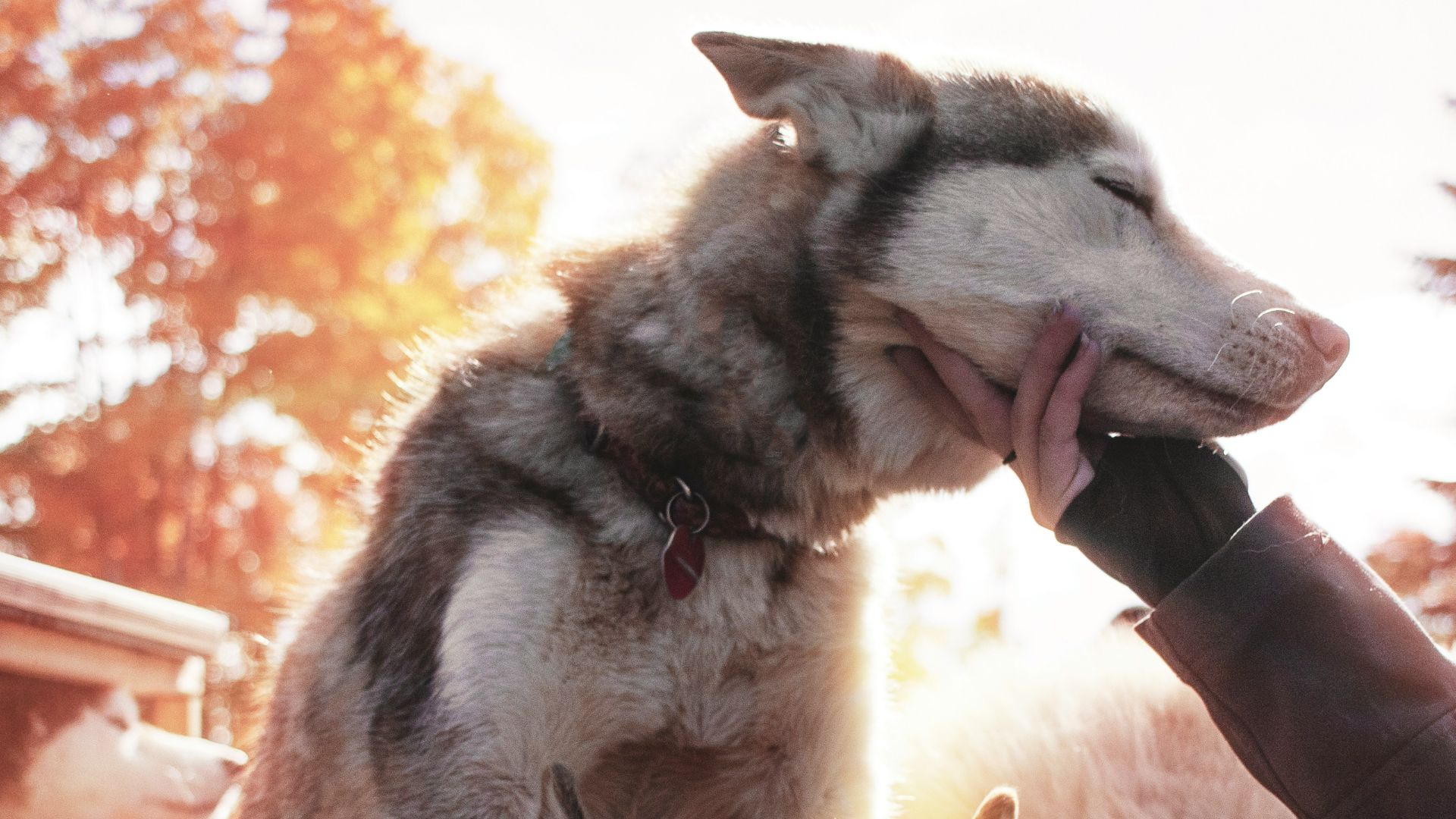 two fawn Siberian Huskies