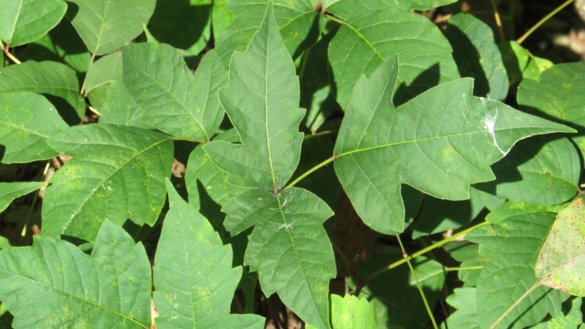 File:Poison ivy 7026.jpg