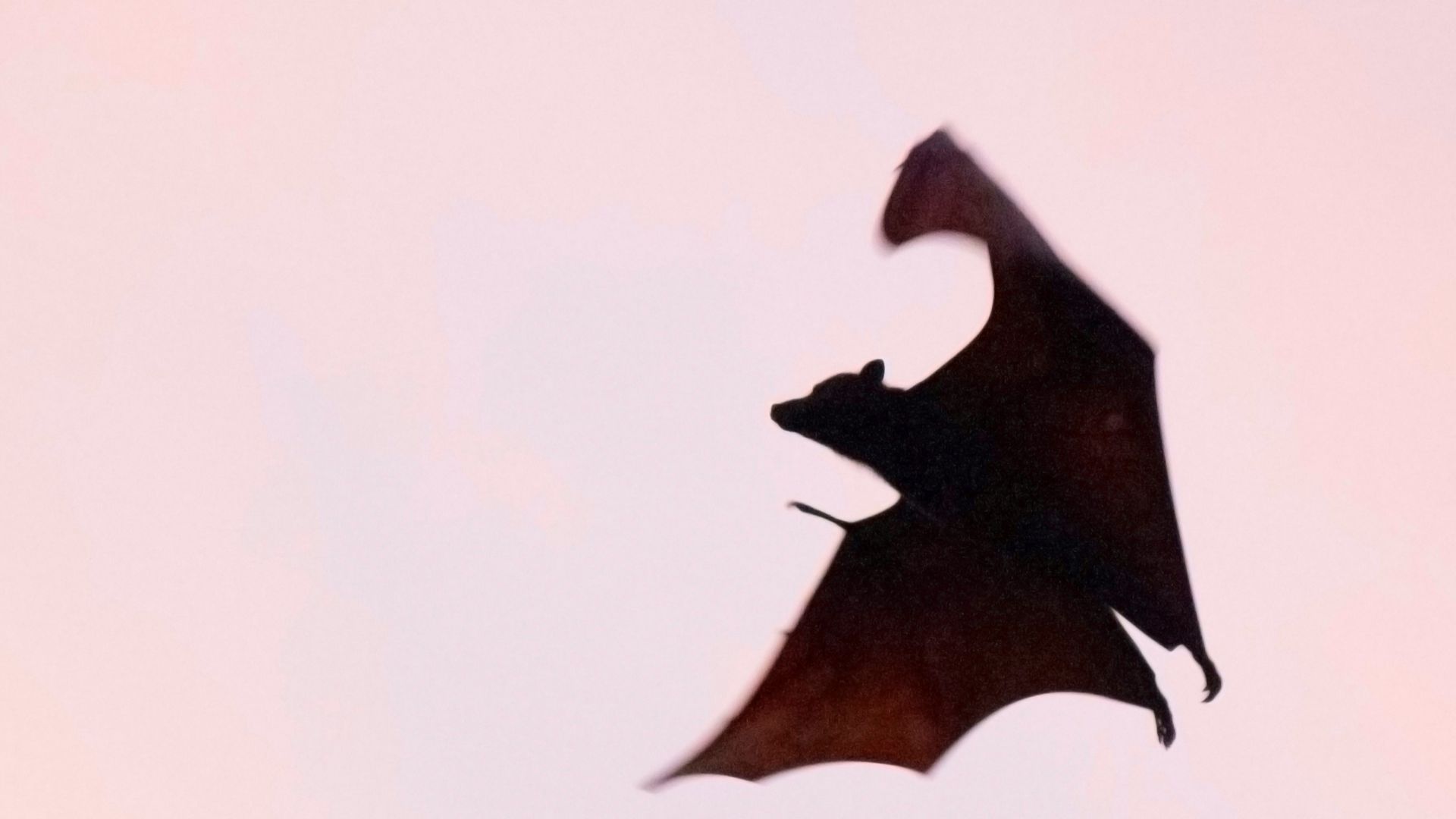 brown bat flying