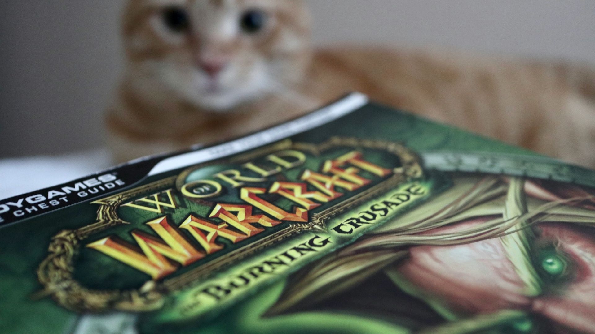 brown tabby cat on green and white textile