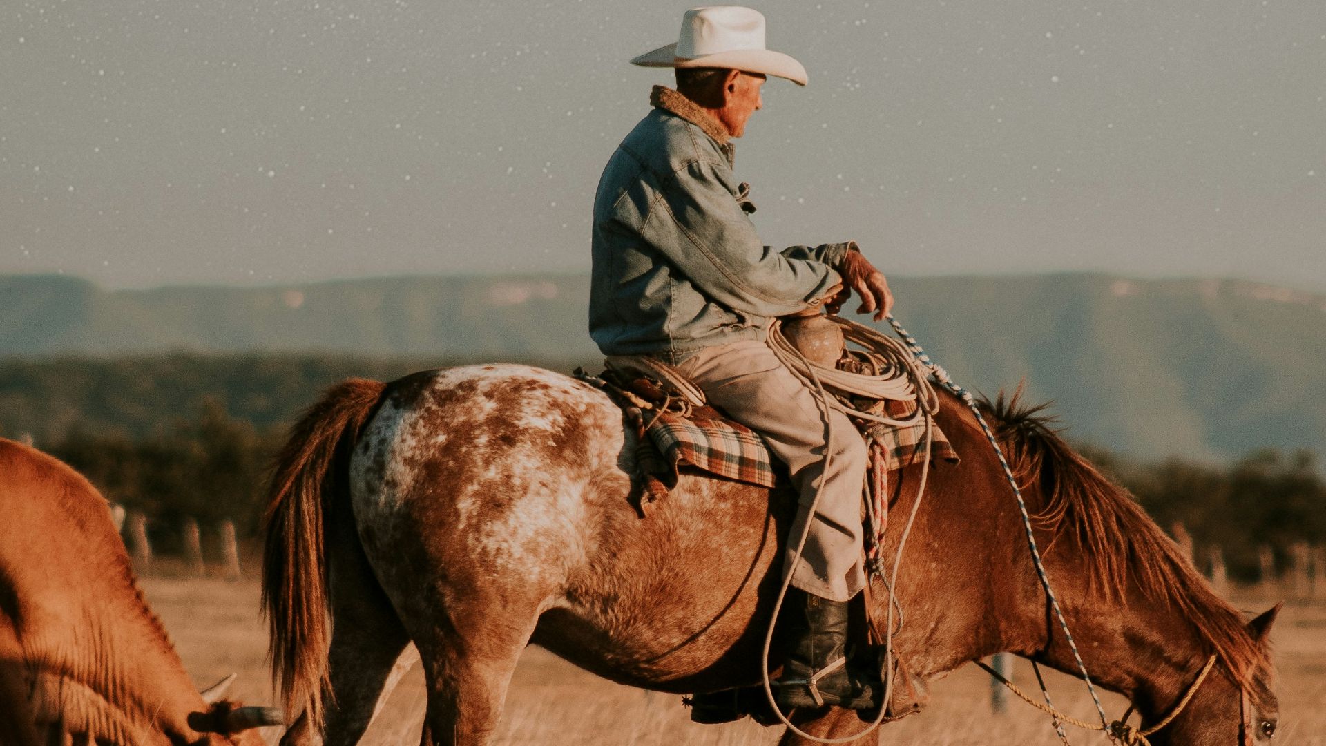man riding horse on brown grass field during daytime