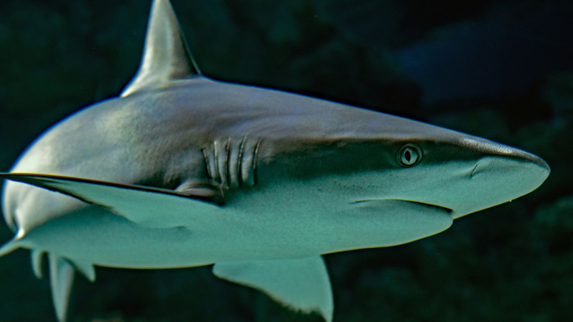 selective focus photography of shark