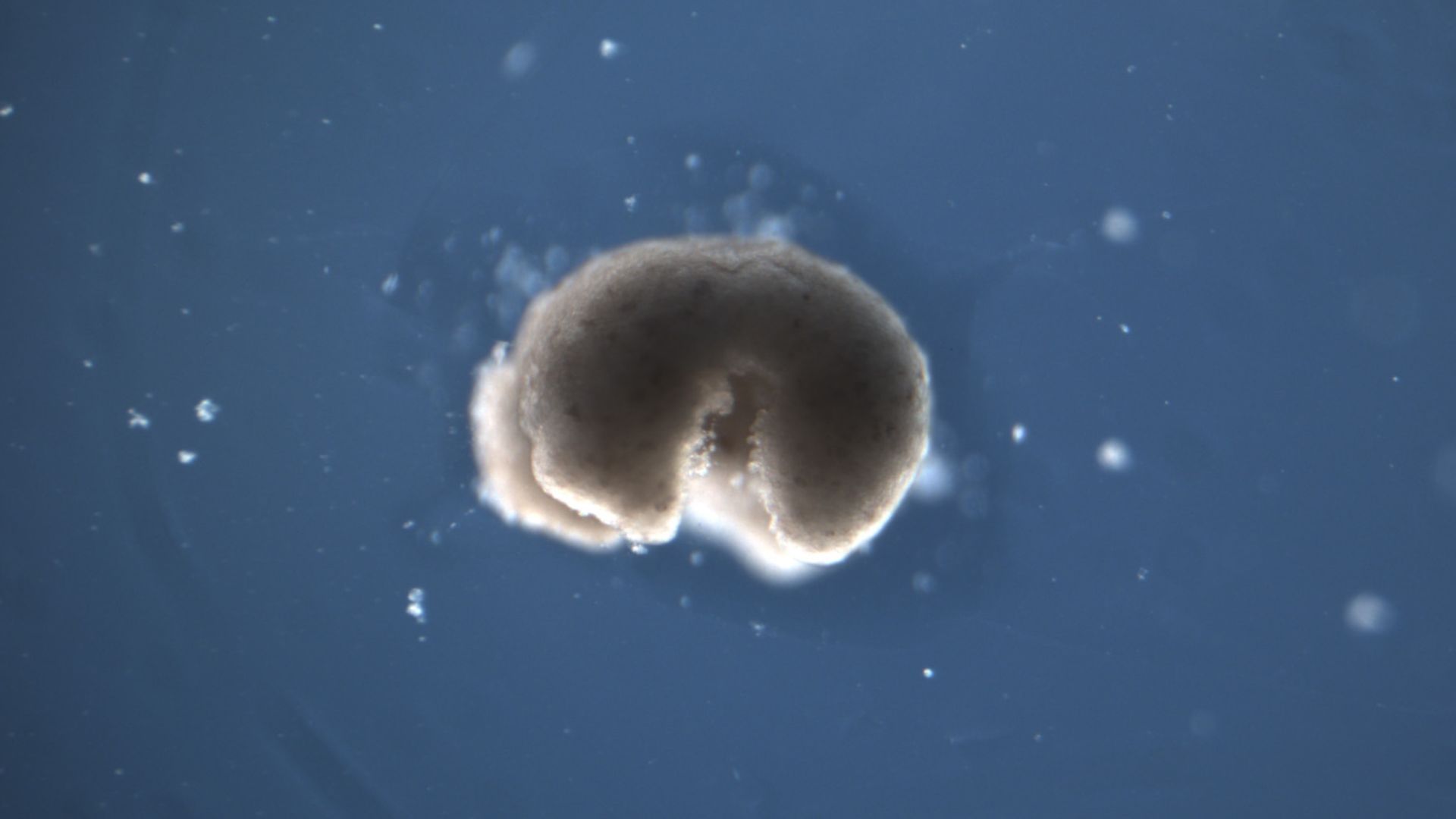 File:Xenobot - A tall quadruped.jpg