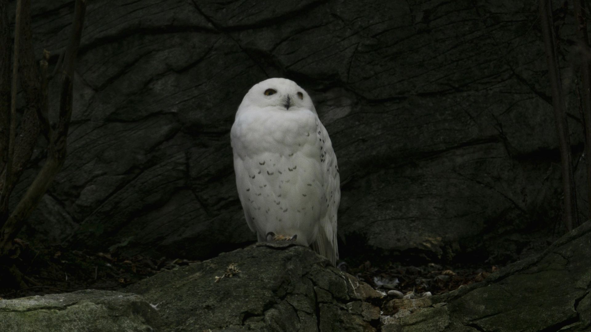 A white owl is sitting on a rock