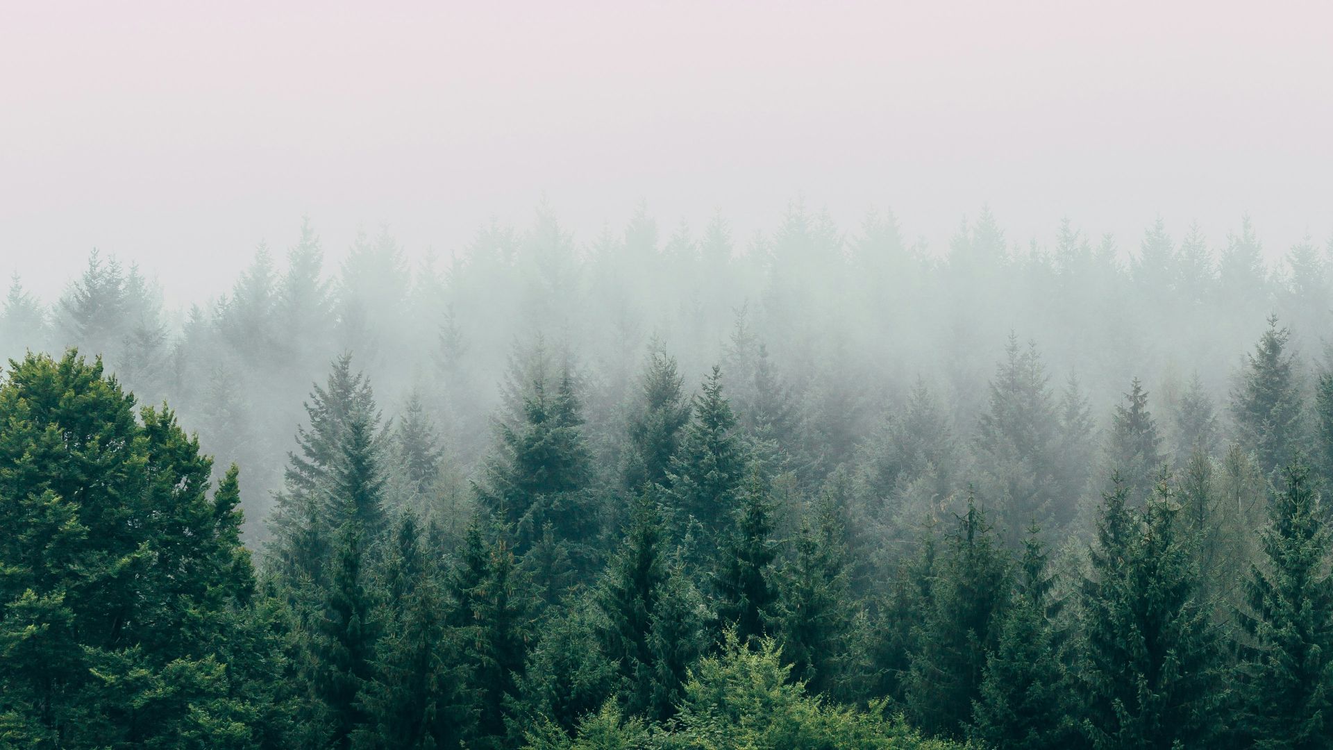 aerial photography of forest