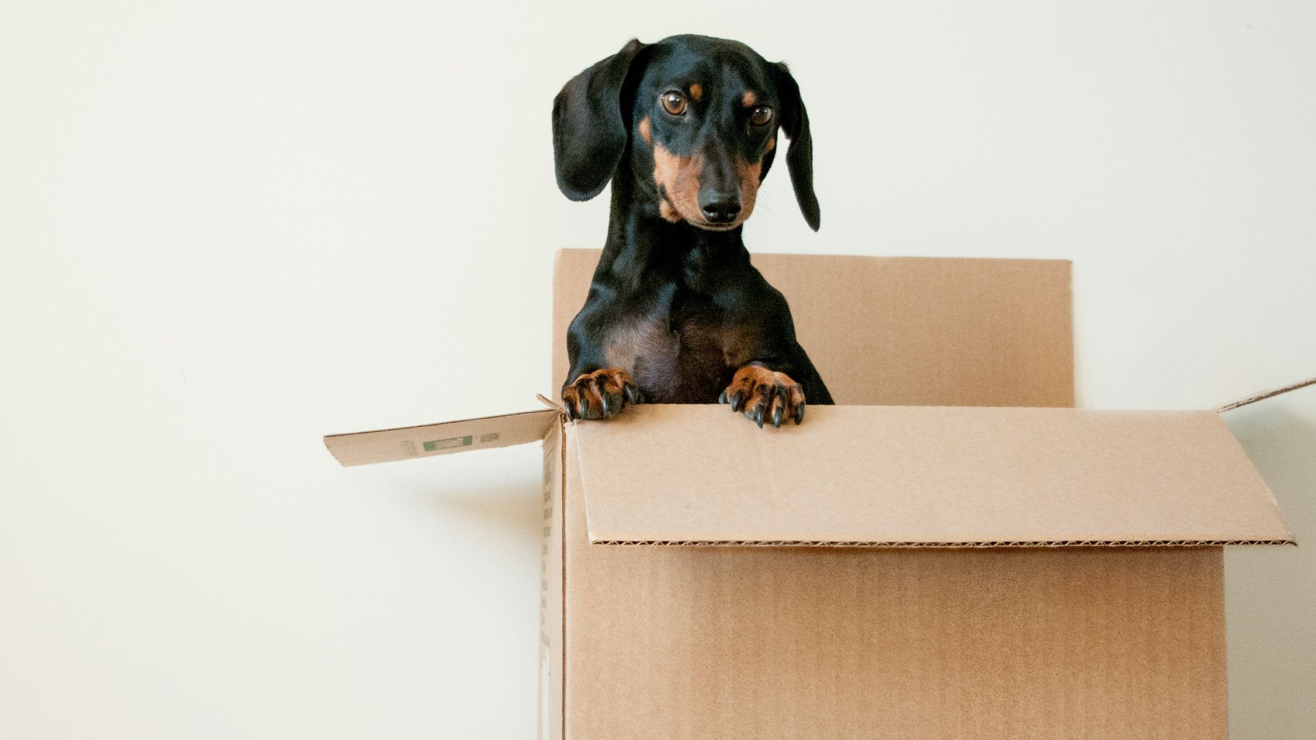 black and brown Dachshund standing in box