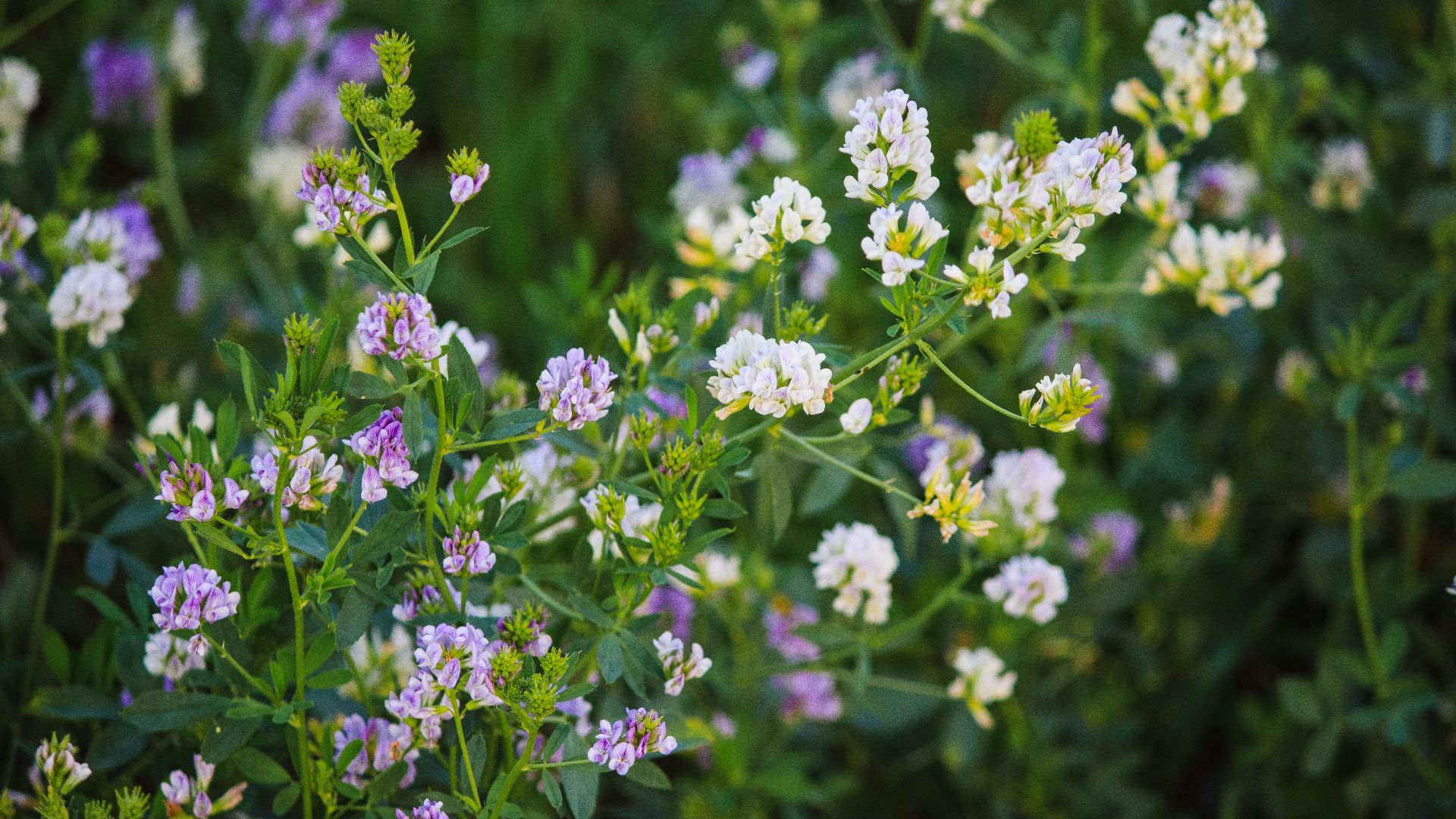 white and purple flowers in tilt shift lens