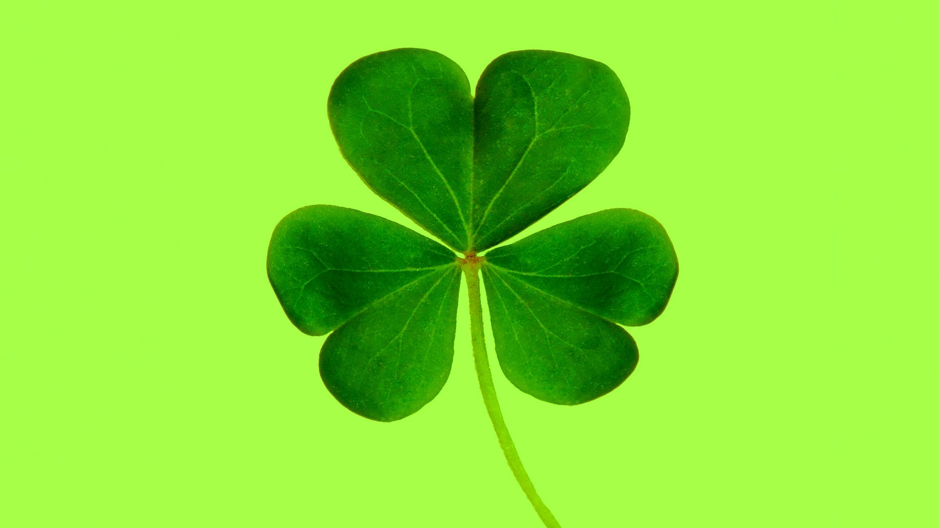 green and black leaves illustration