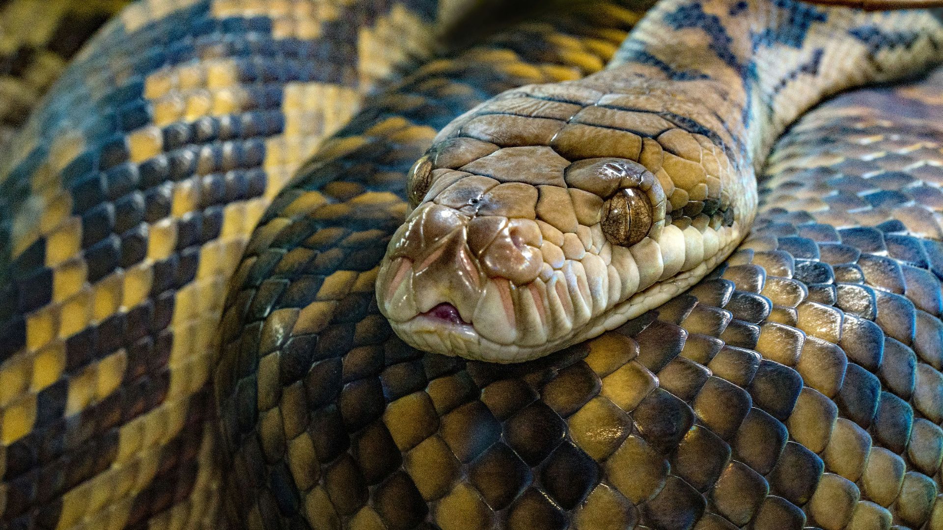 brown snake