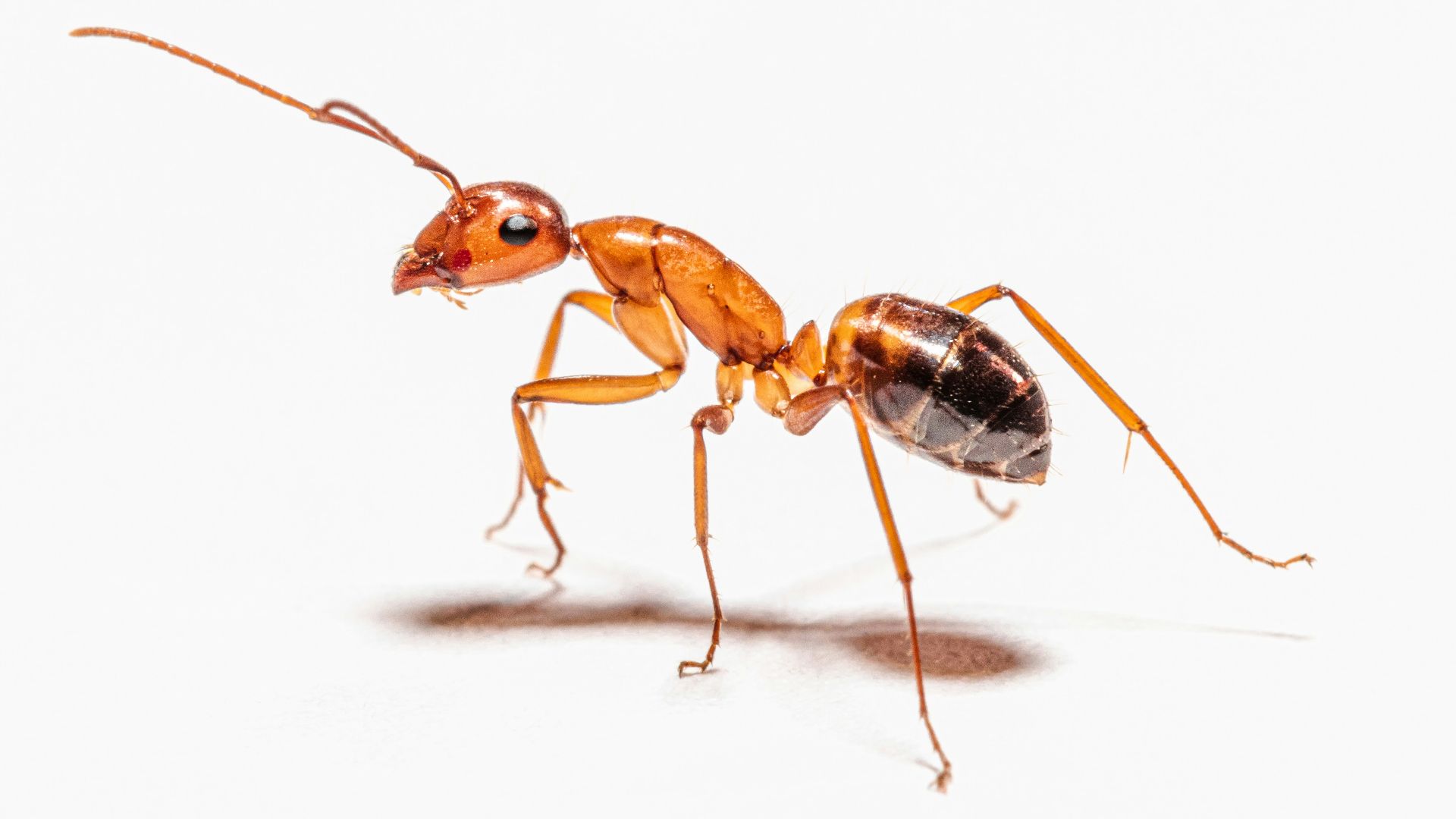 brown ant on white surface