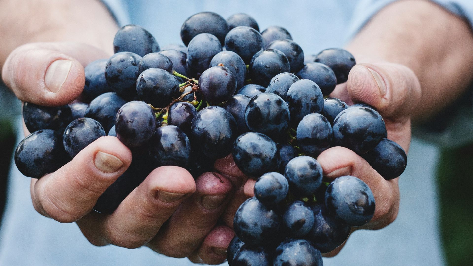 person holding grapes