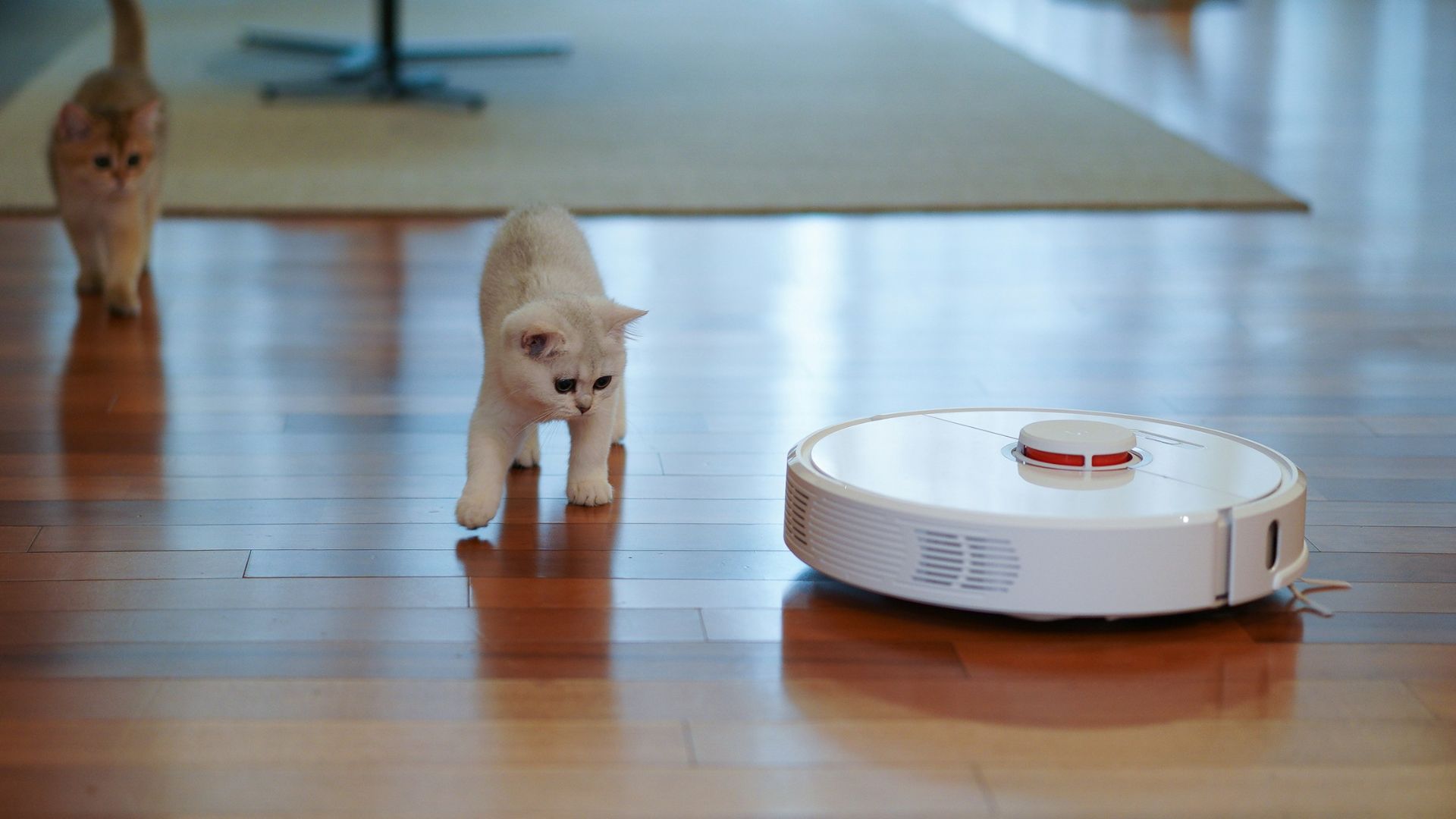 white short coated small dog on brown wooden floor