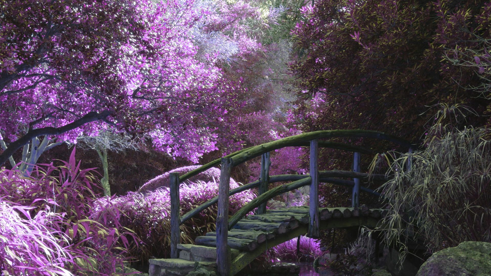 brown wooden footbridge surrounded by pink petaled flowers with creek underneath during daytime