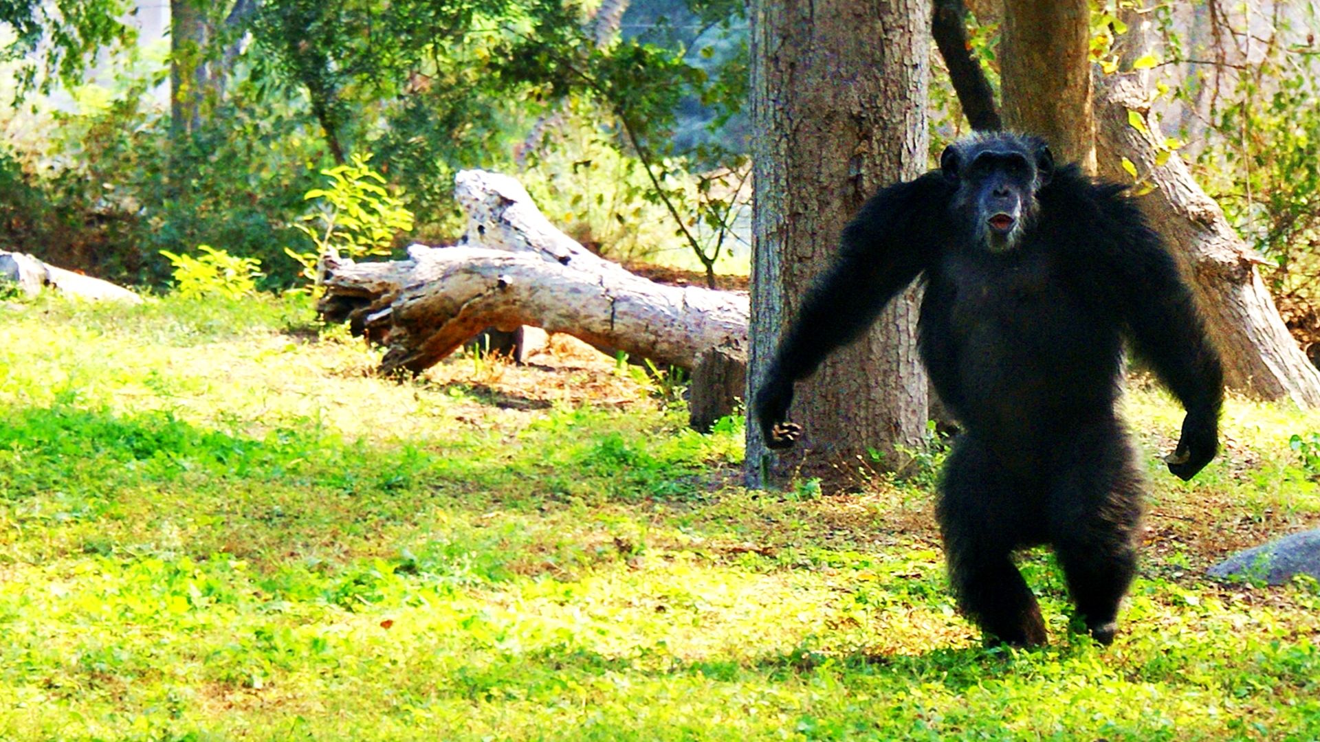 File:Chimpanzee in Nehru Zoological Park.jpg