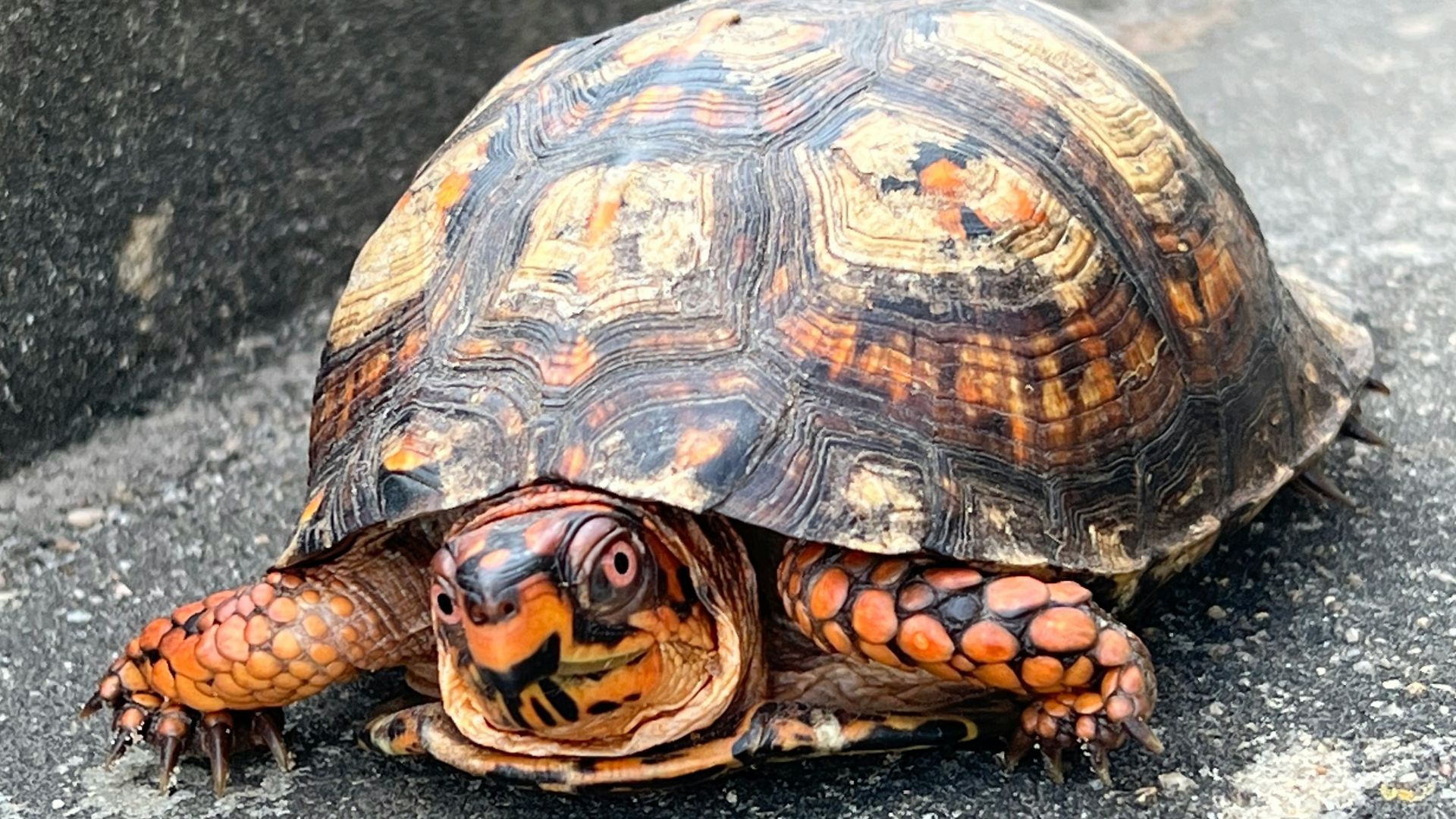 a small turtle is sitting on the ground