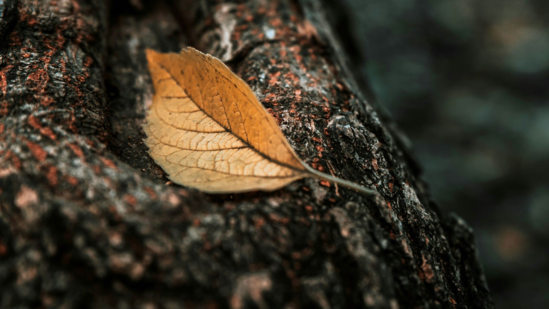 a leaf is sticking out of the bark of a tree