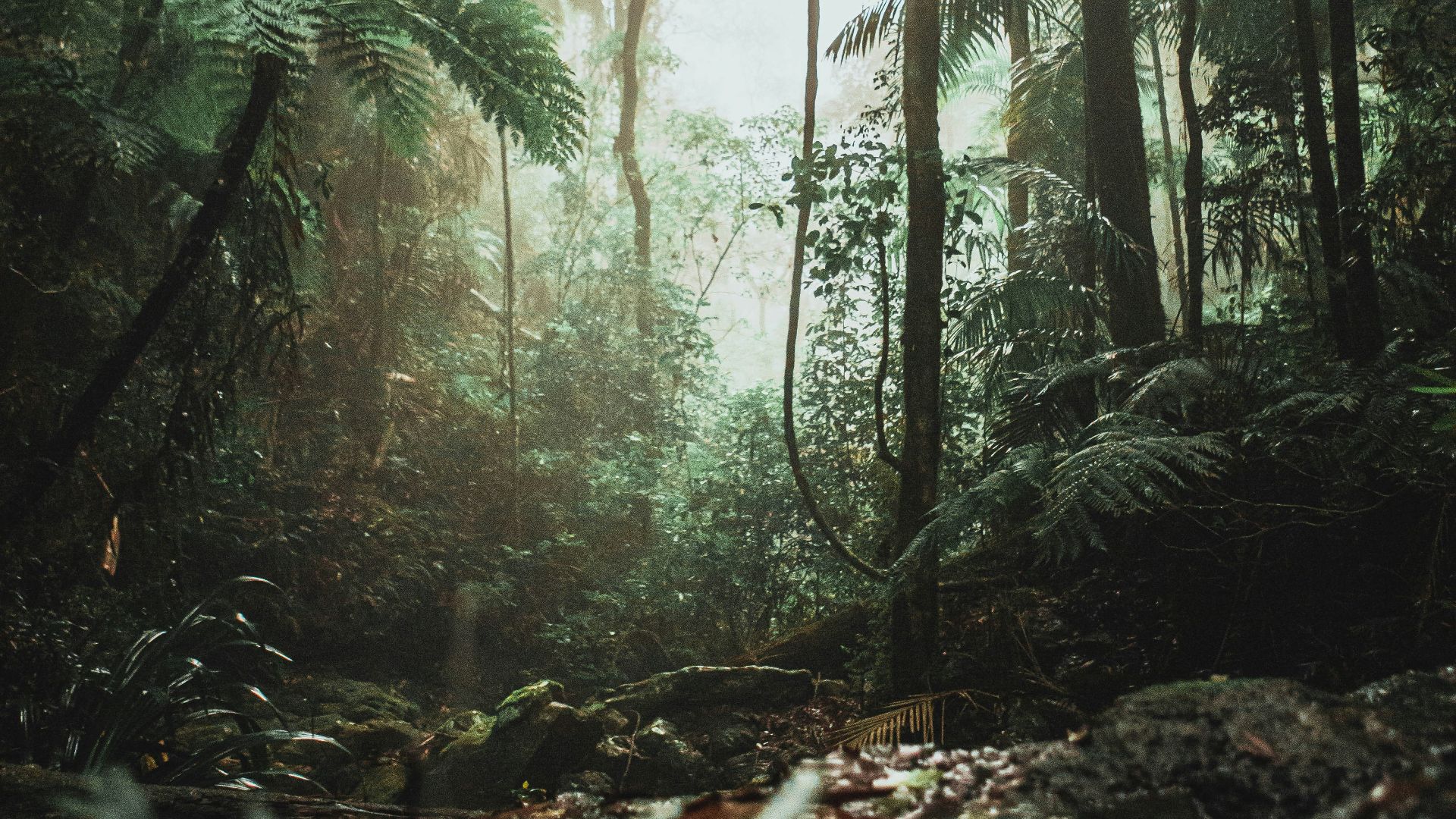 green trees on forest during daytime