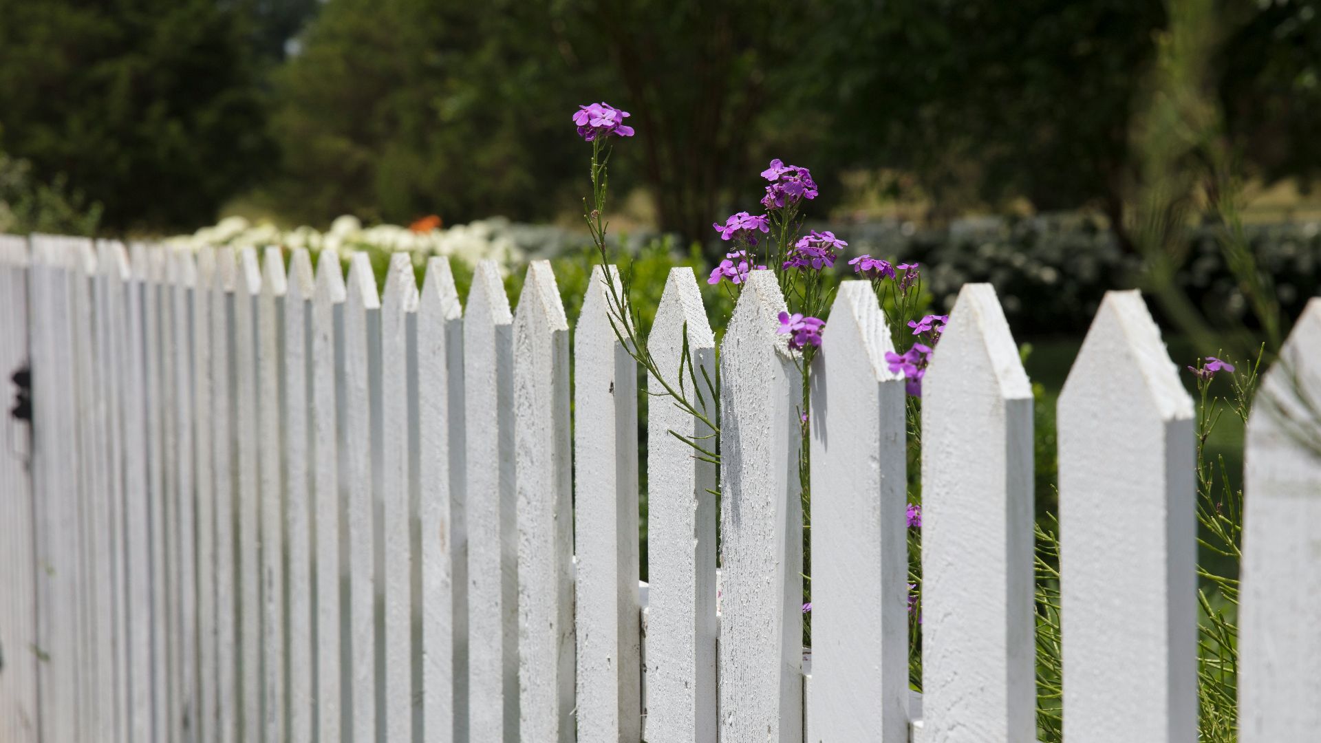 pink petaled flowers blooms near fence