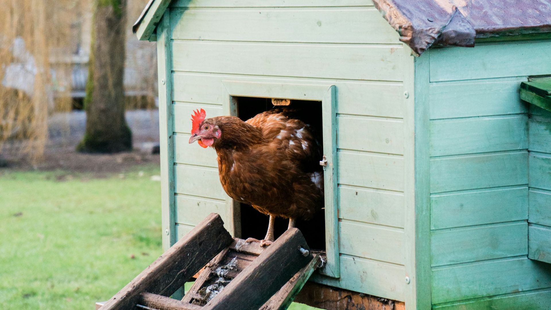 brown hen on brown wooden fence