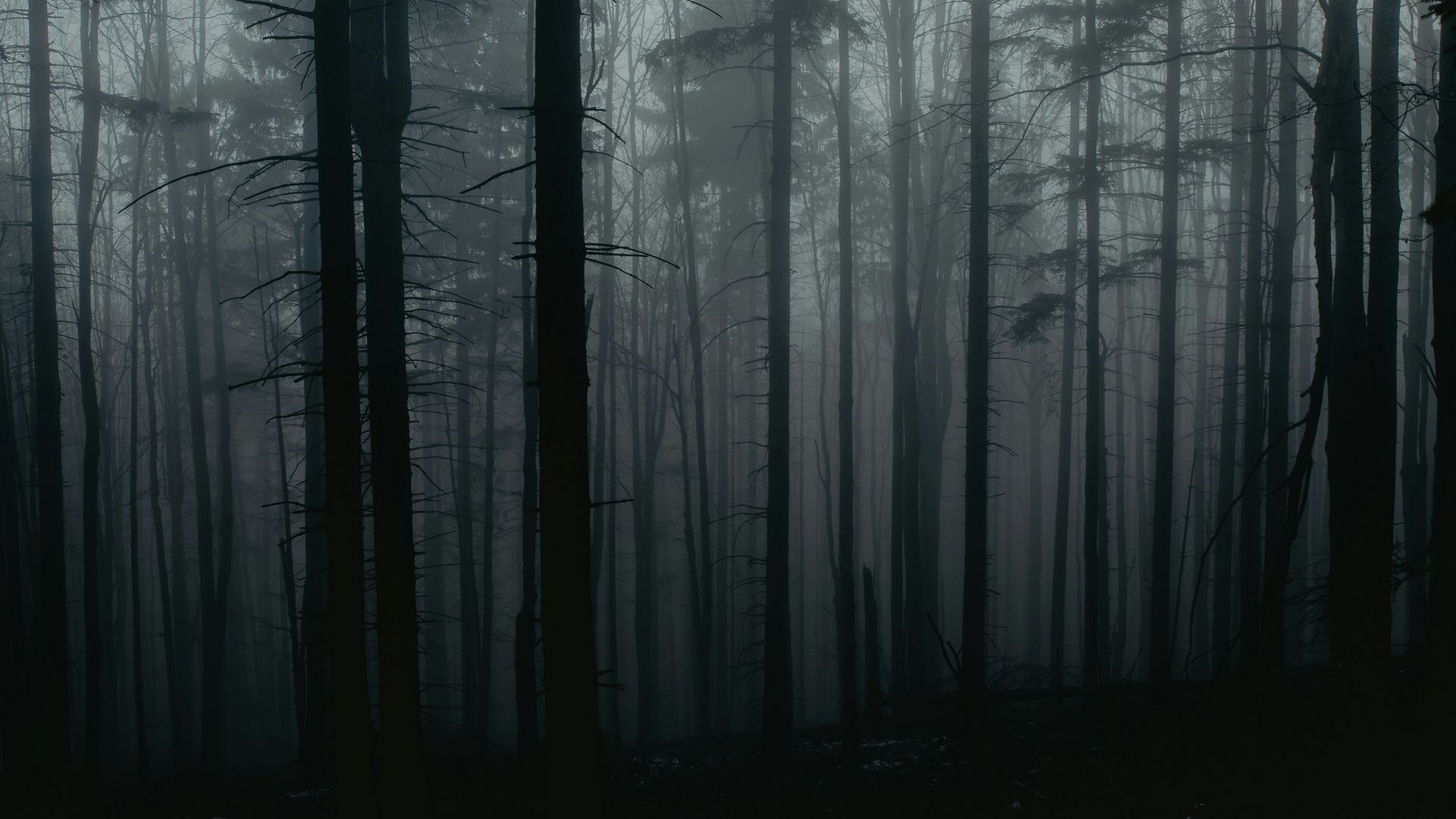 grayscale photo of trees in forest
