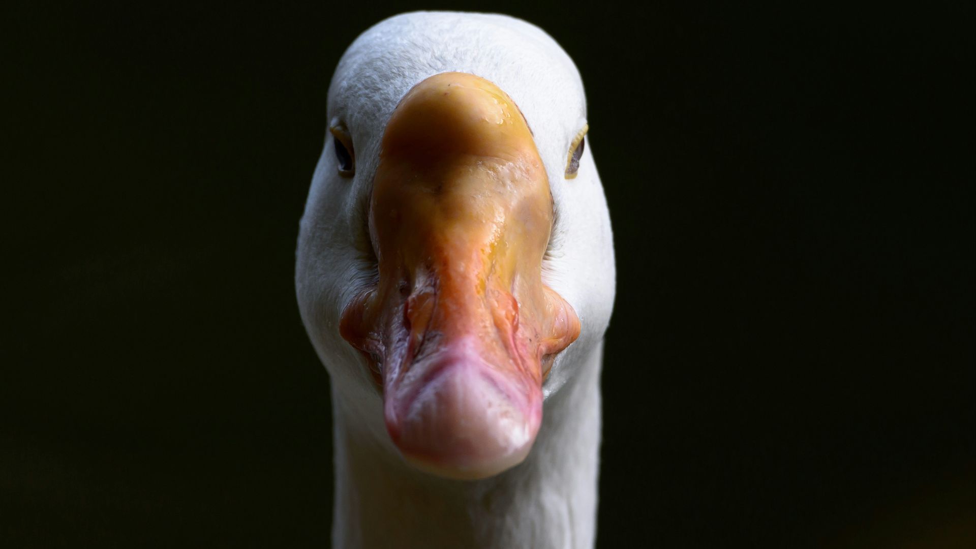 white duck with yellow beak